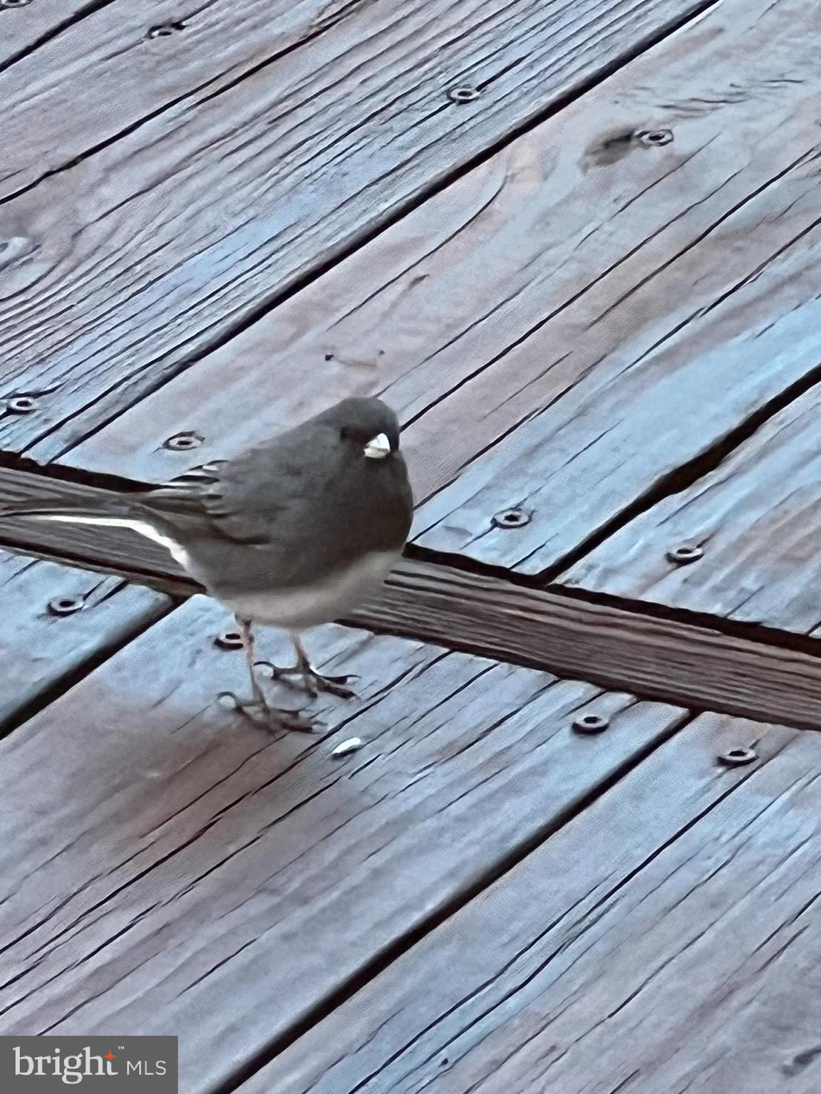 11006 Cross Laurel Dr