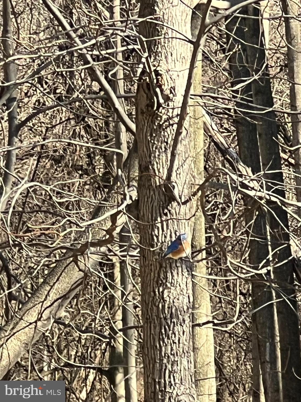 11006 Cross Laurel Dr