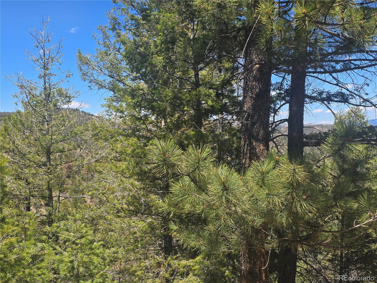 Peak View Ridge
