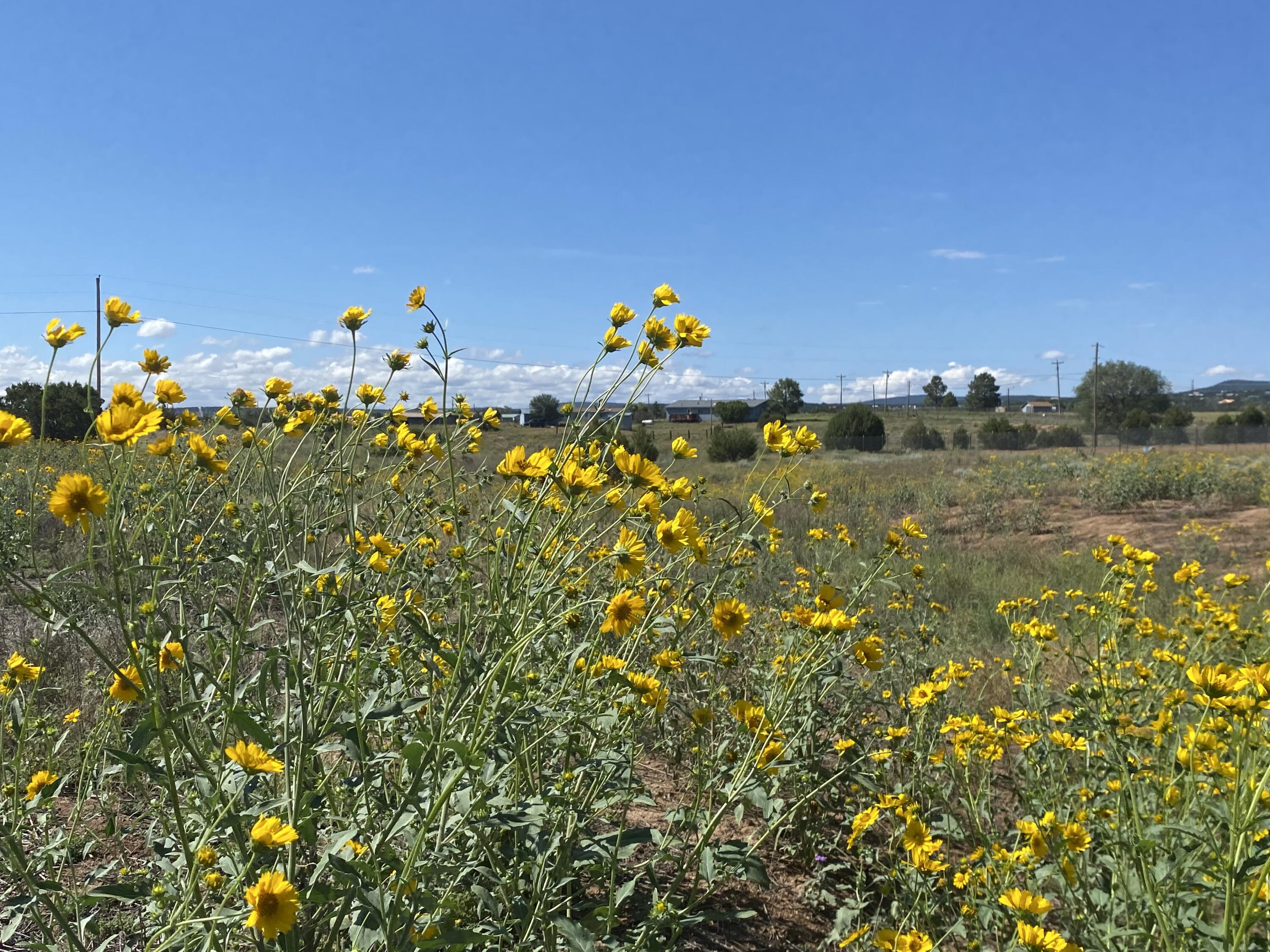 Tbd Pioneer Road
