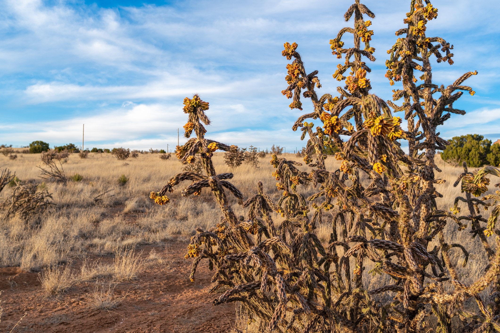 Undeveloped lot with dry grass and a flowering cholla cactus in the foreground.