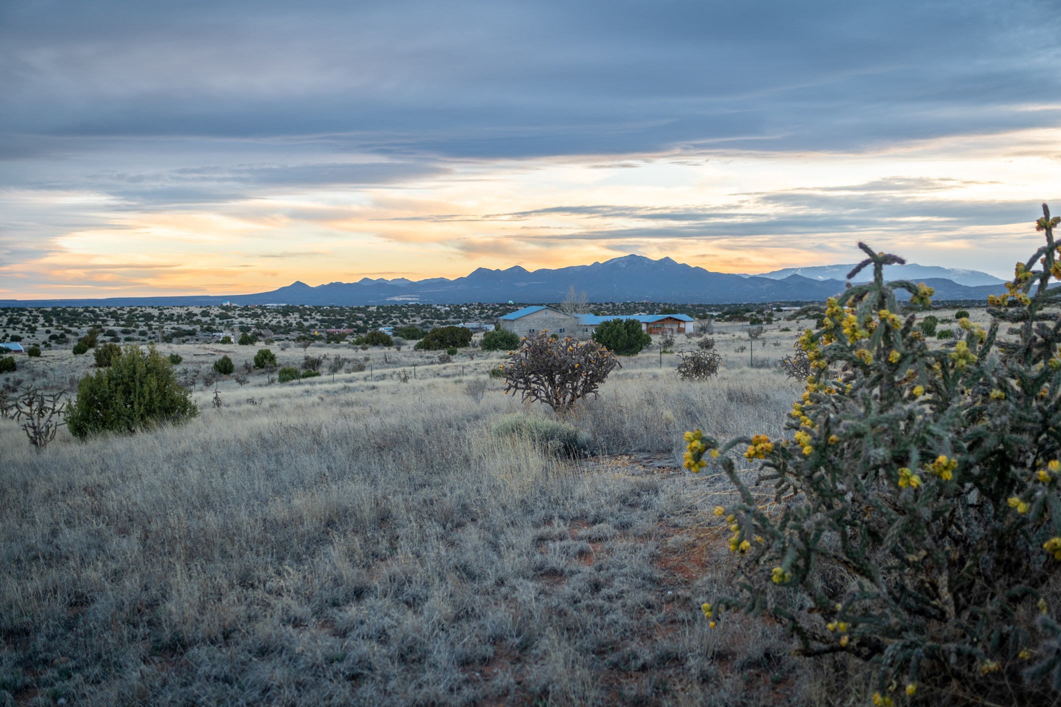 Open dry lot with flowering cholla, distant homes, and mountain views at sunset.