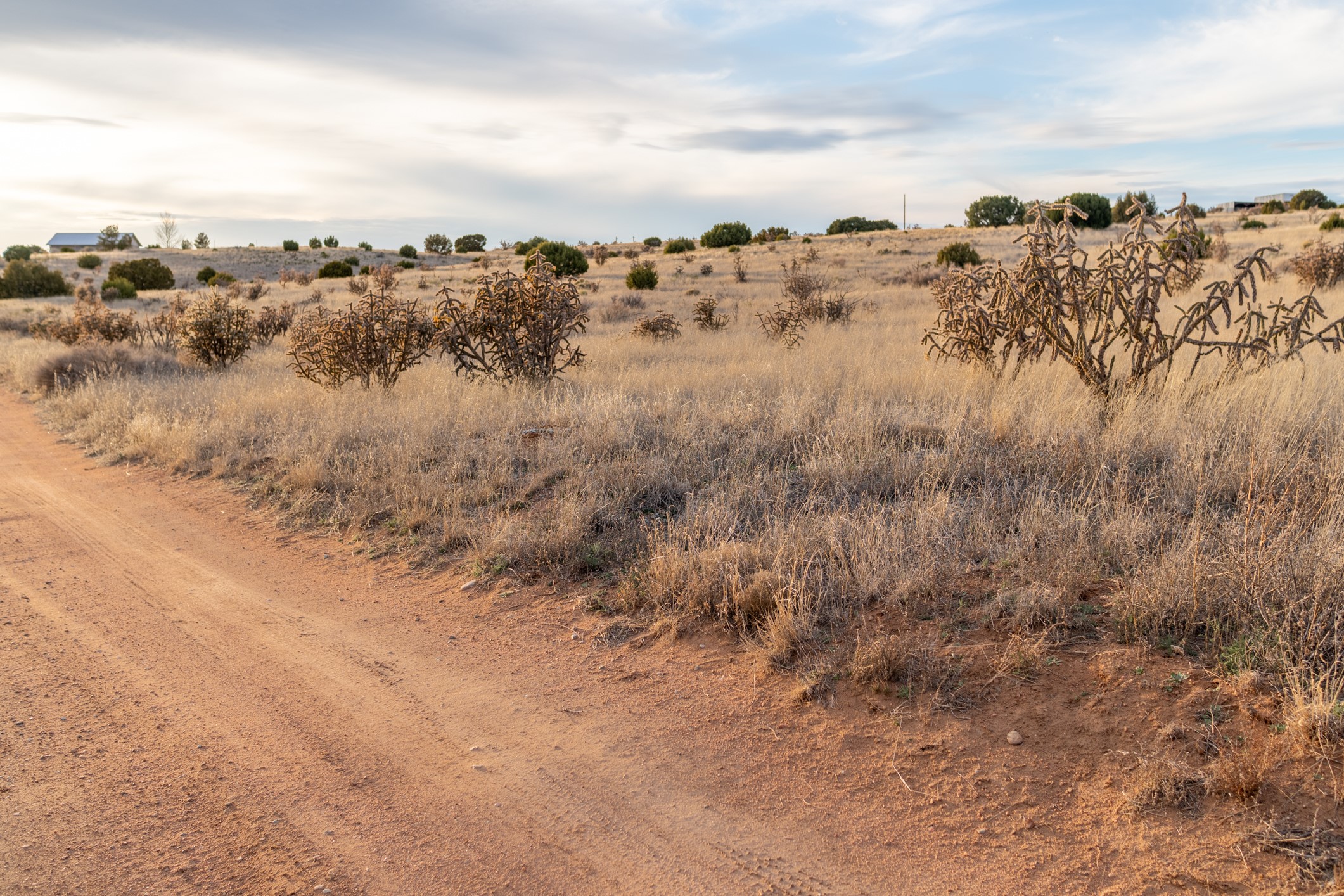 Open vacant land with dry grasses, scattered shrubs, and a dirt track in the foreground.