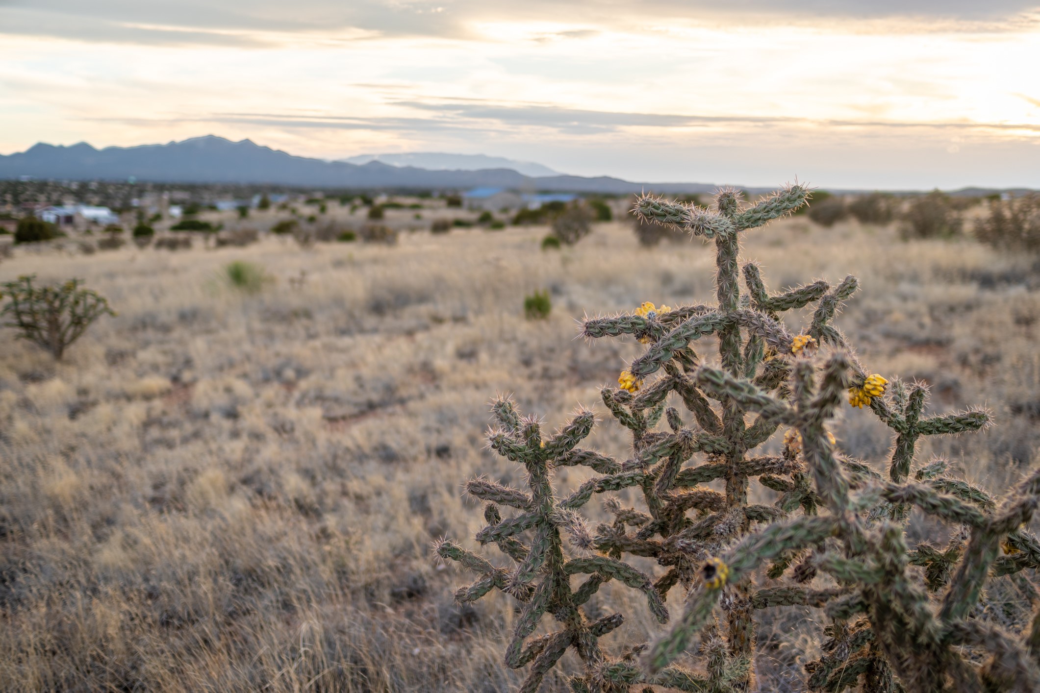 Vacant Santa Fe land with flowering cholla cactus in the foreground and mountains in the distance.