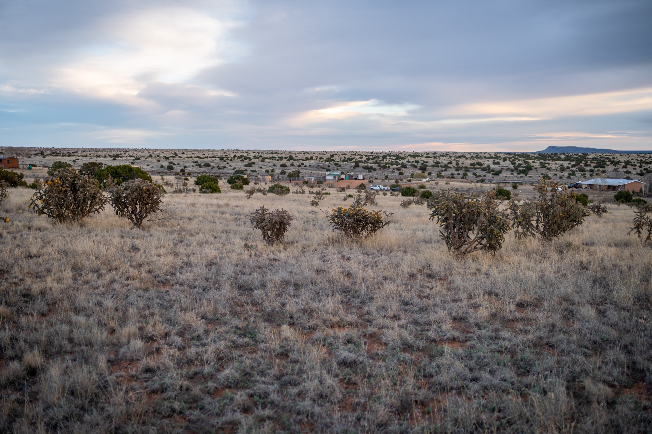 Vacant high-desert lot with cholla shrubs and a flat-topped mesa on the horizon.