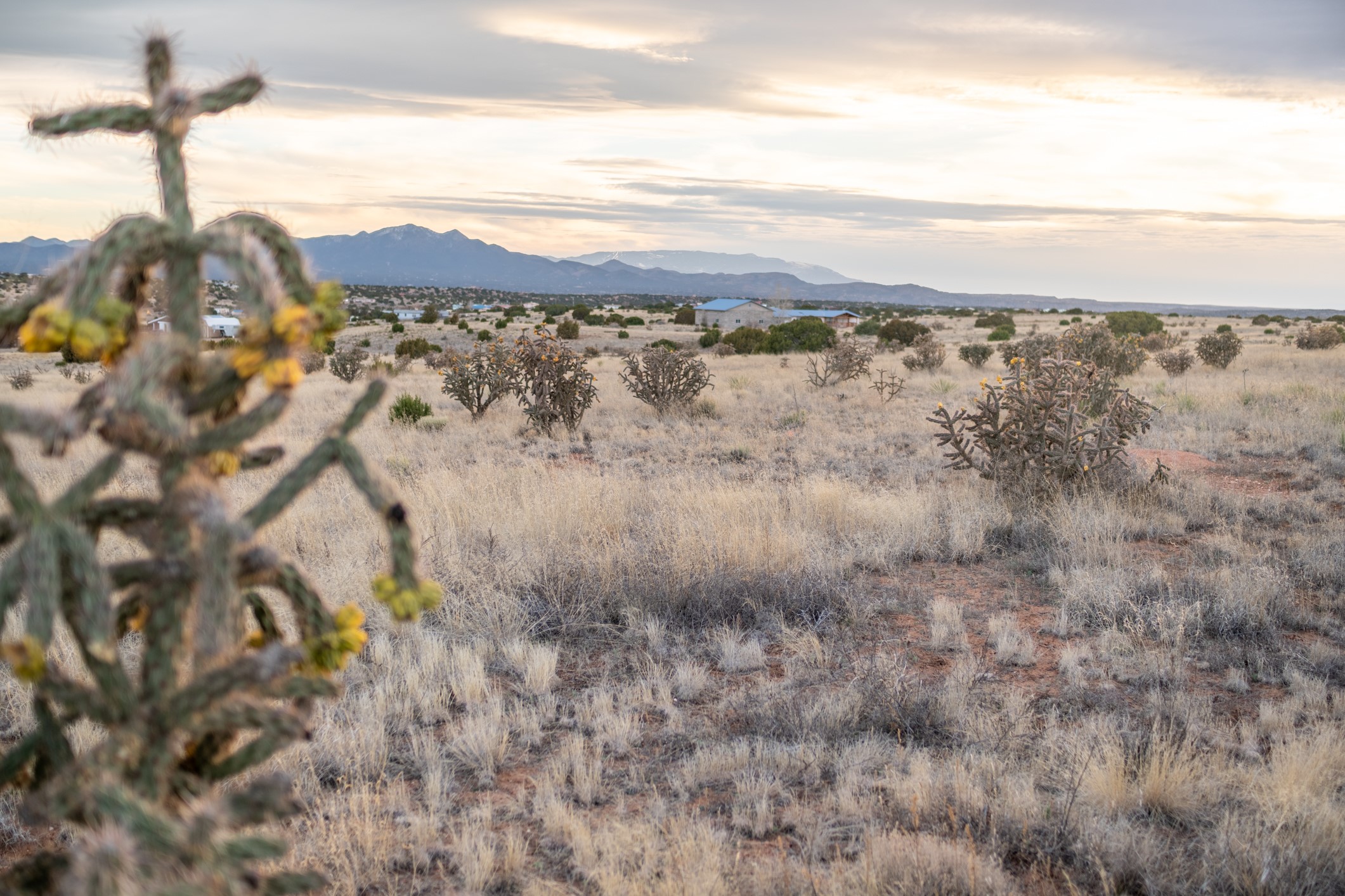 High-desert parcel with scattered cholla, dry grasses, and distant mountain views.