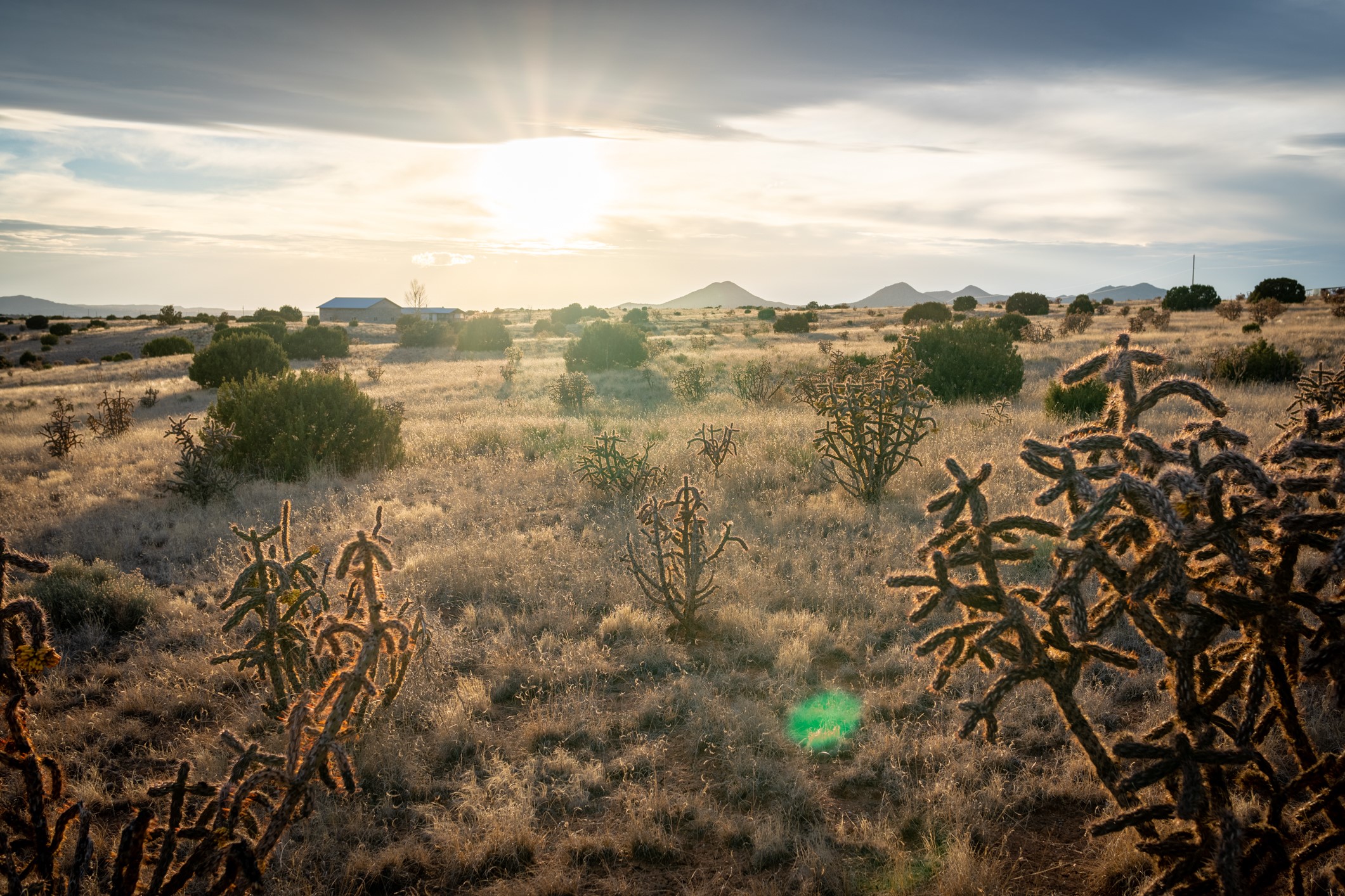 Vacant grassland parcel with foreground cholla cactus and distant mountains at sunset.
