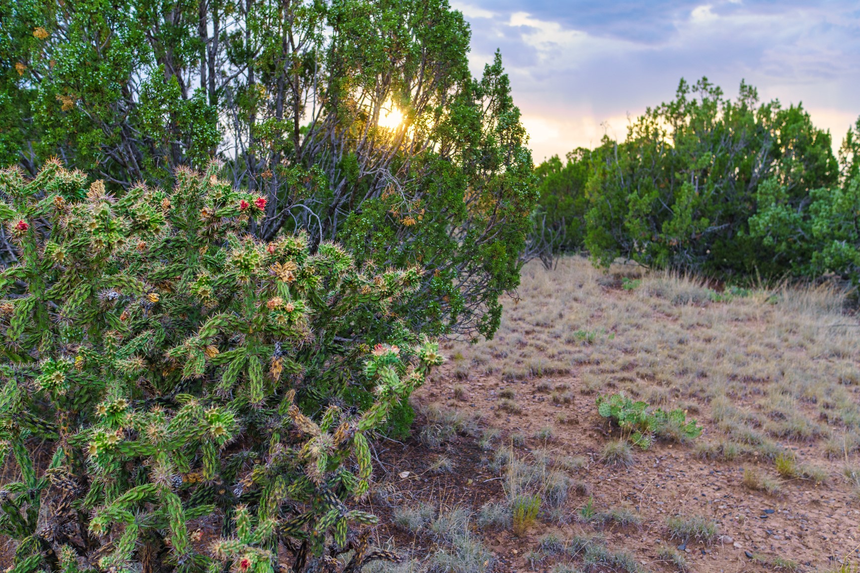 Rocky lot with juniper trees, flowering cholla, and a dirt track at sunset.