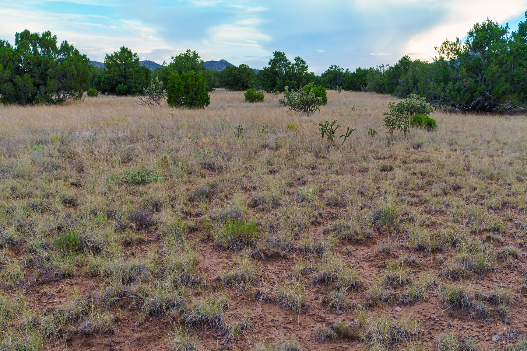 Open rural land with dry grass, scattered shrubs, and distant low mountains.