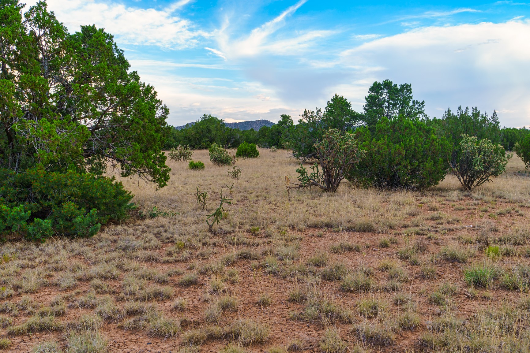 Open dry-grass property with juniper and cholla, backed by low hills beneath a partly cloudy sky.