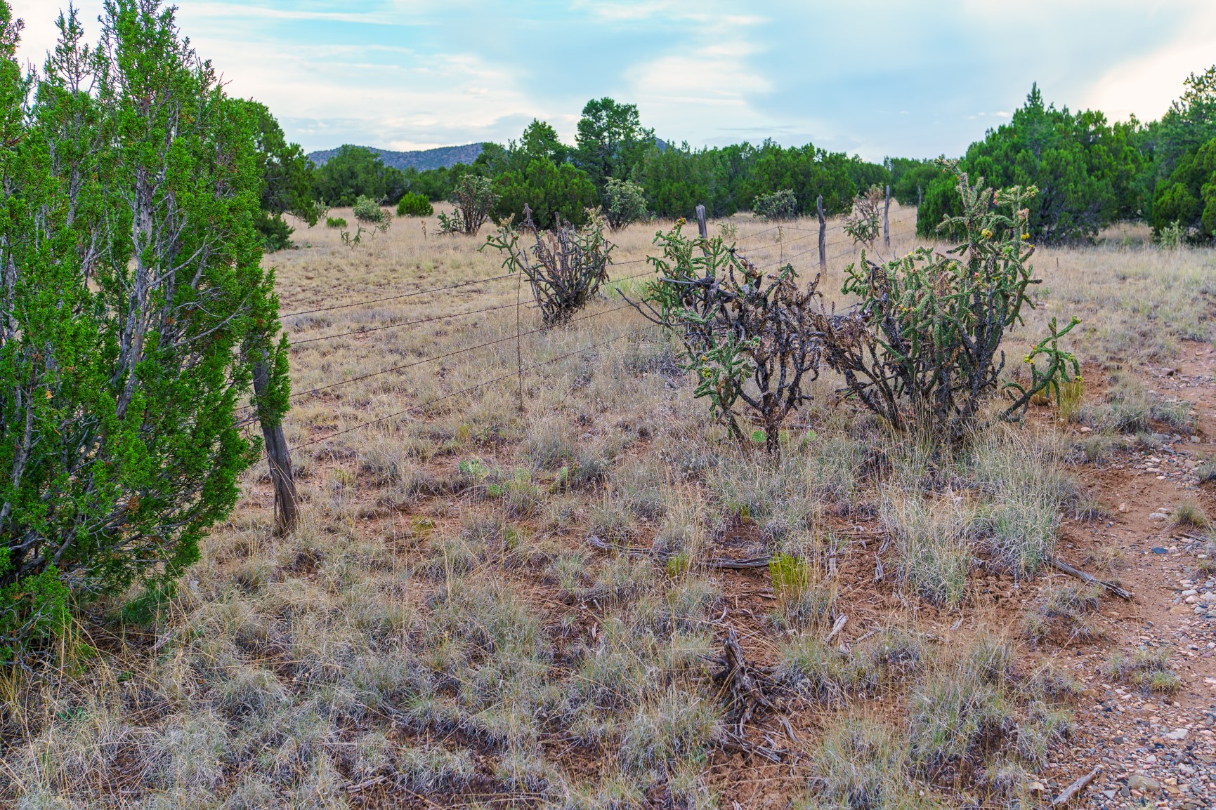 Rural vacant lot with a wire fence, juniper trees, cactus, and distant hills.