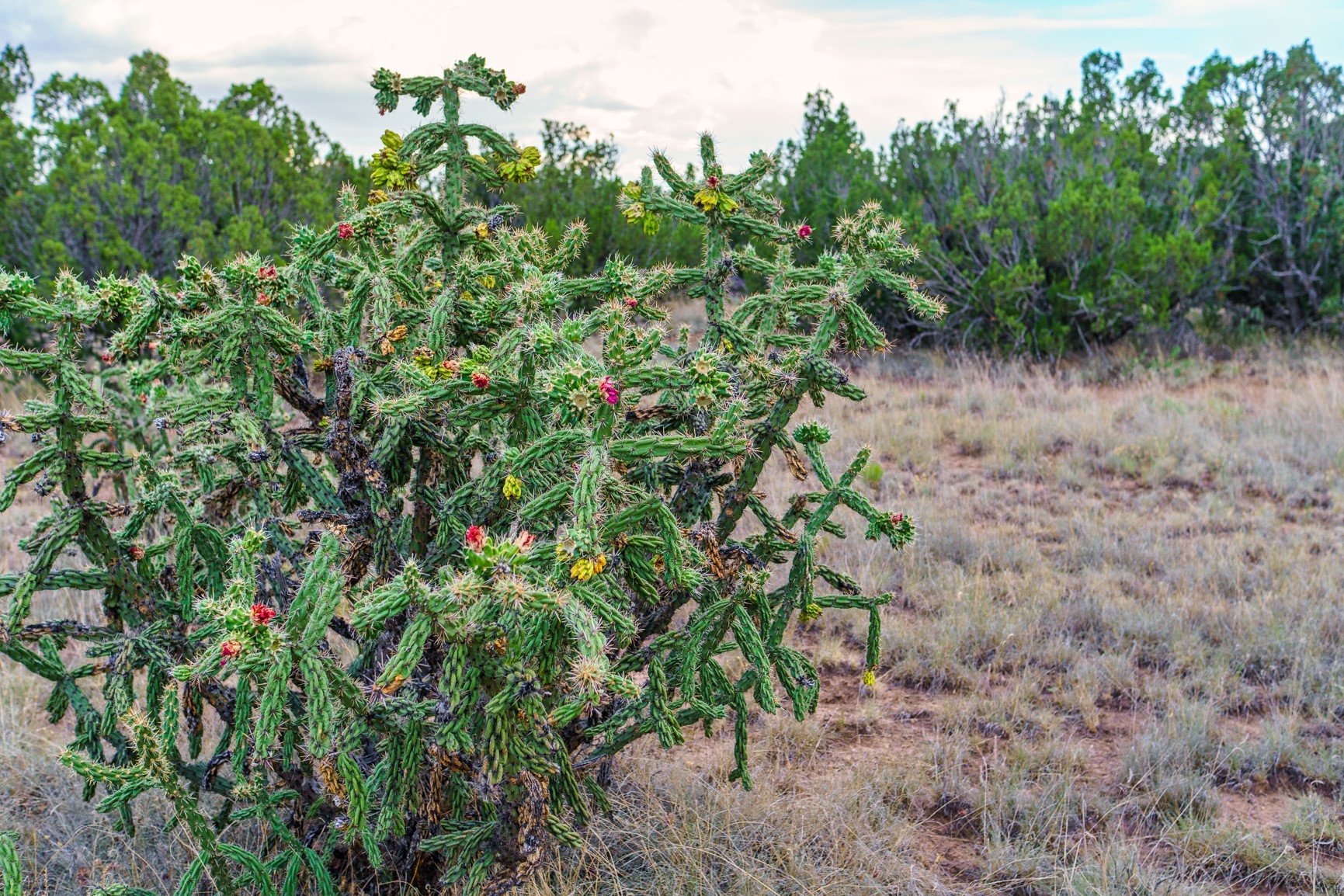 Flowering cholla cactus surrounded by dry grass and scrub on the property.