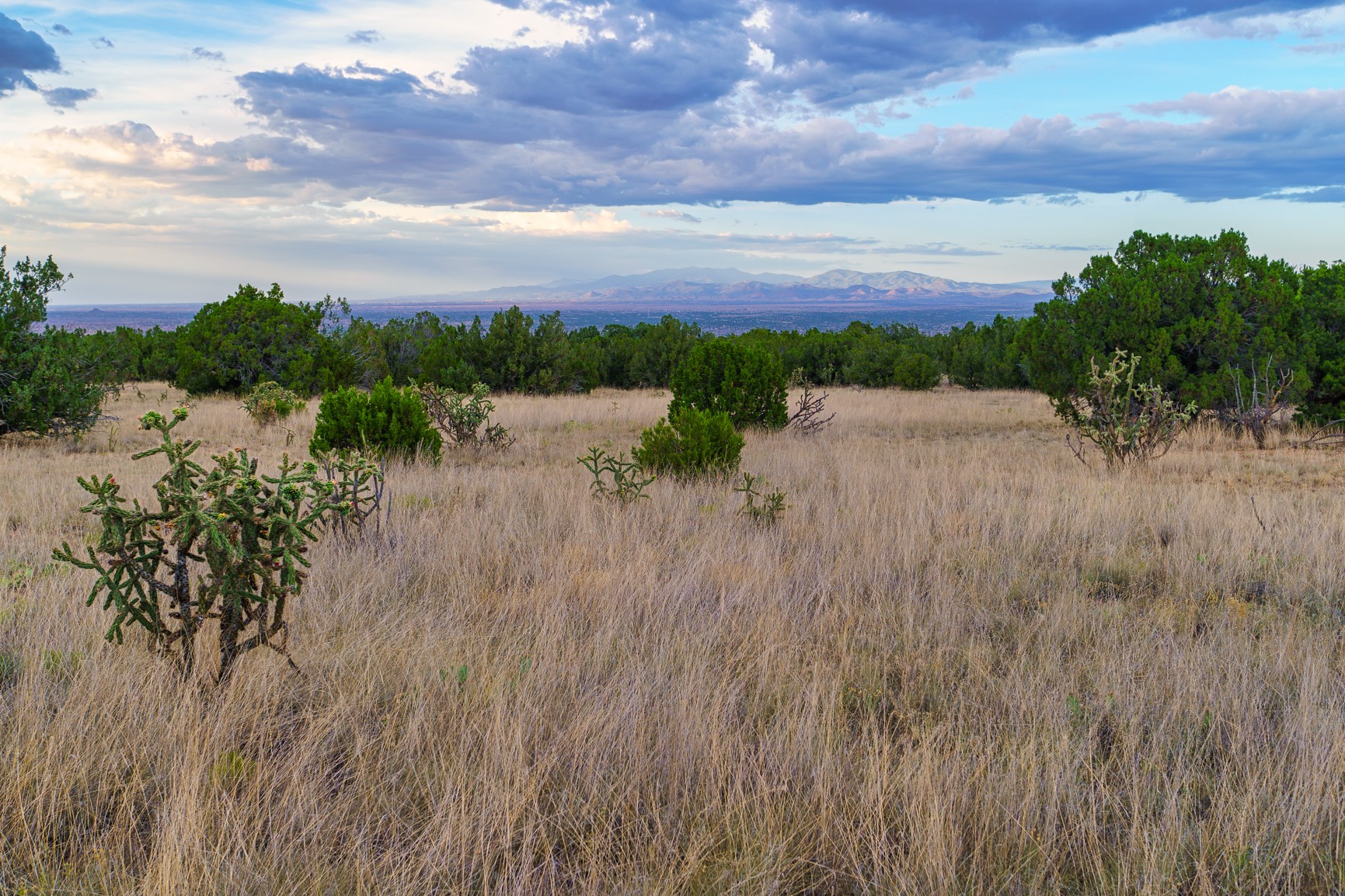 Open grassland with juniper and cholla, overlooking distant mountains beneath a dramatic cloud-filled sky.
