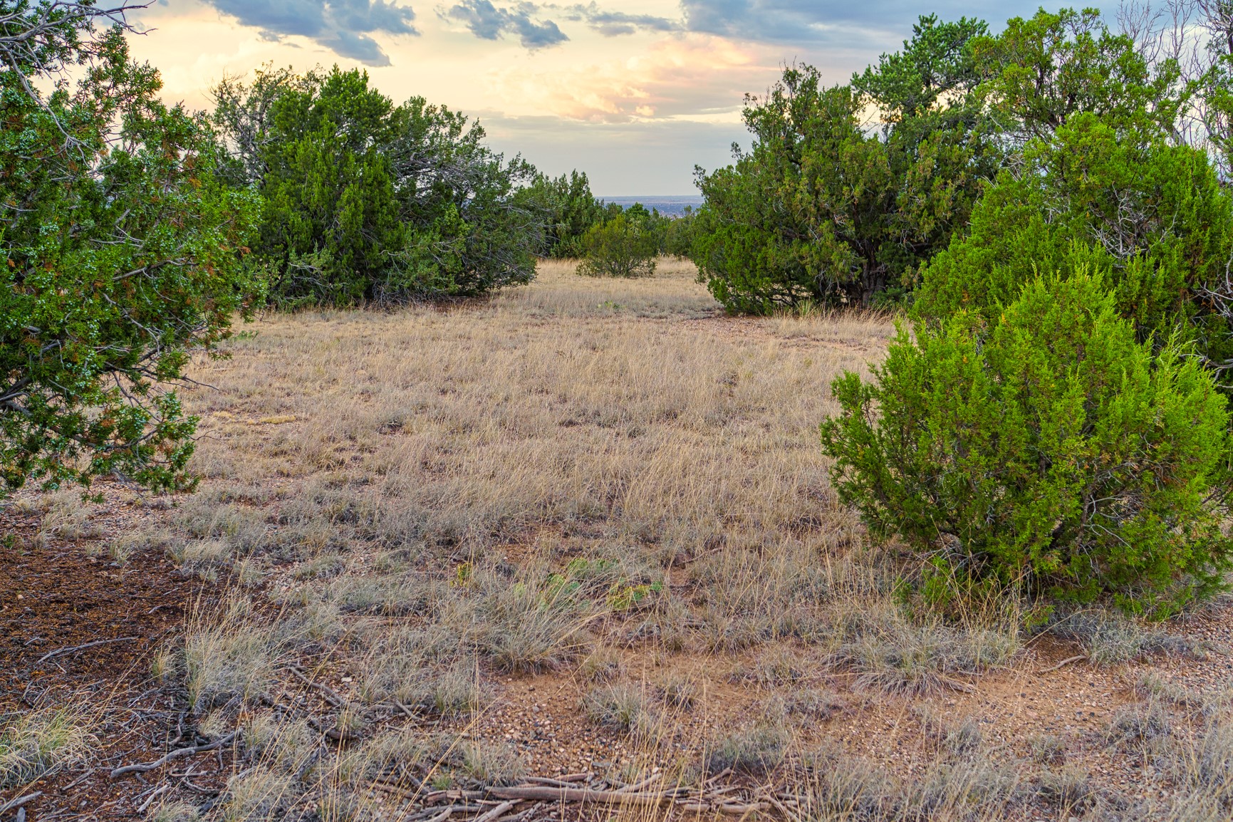 Grassy clearing bordered by mature trees, with rocky ground and a distant horizon.