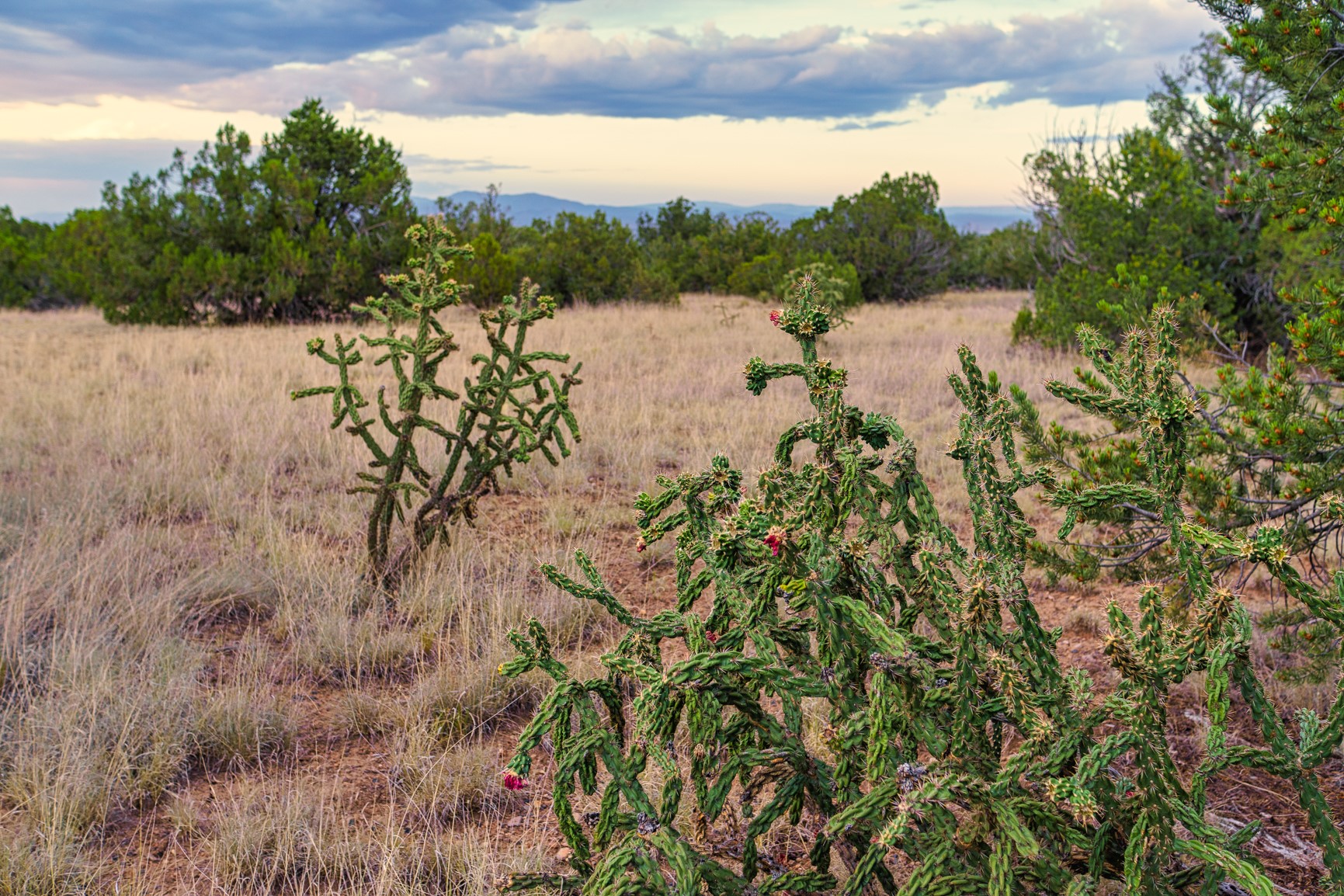 Open grassland lot with flowering cholla cactus, juniper trees, and distant mountains.