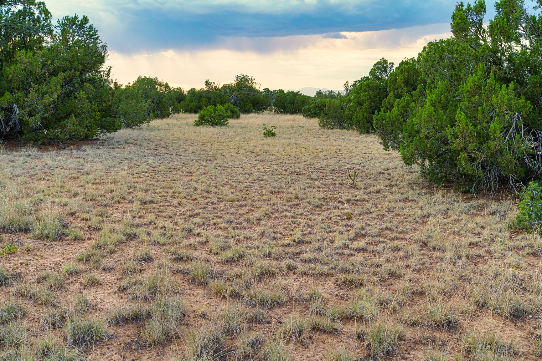 Vacant grassy land framed by juniper trees, with distant hills and a partly cloudy sky.