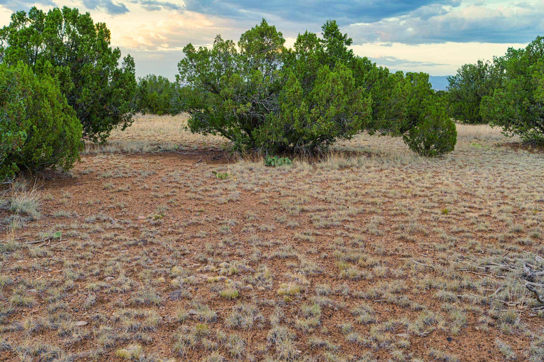 Vacant rocky land with scattered juniper trees and a distant mountain ridge.