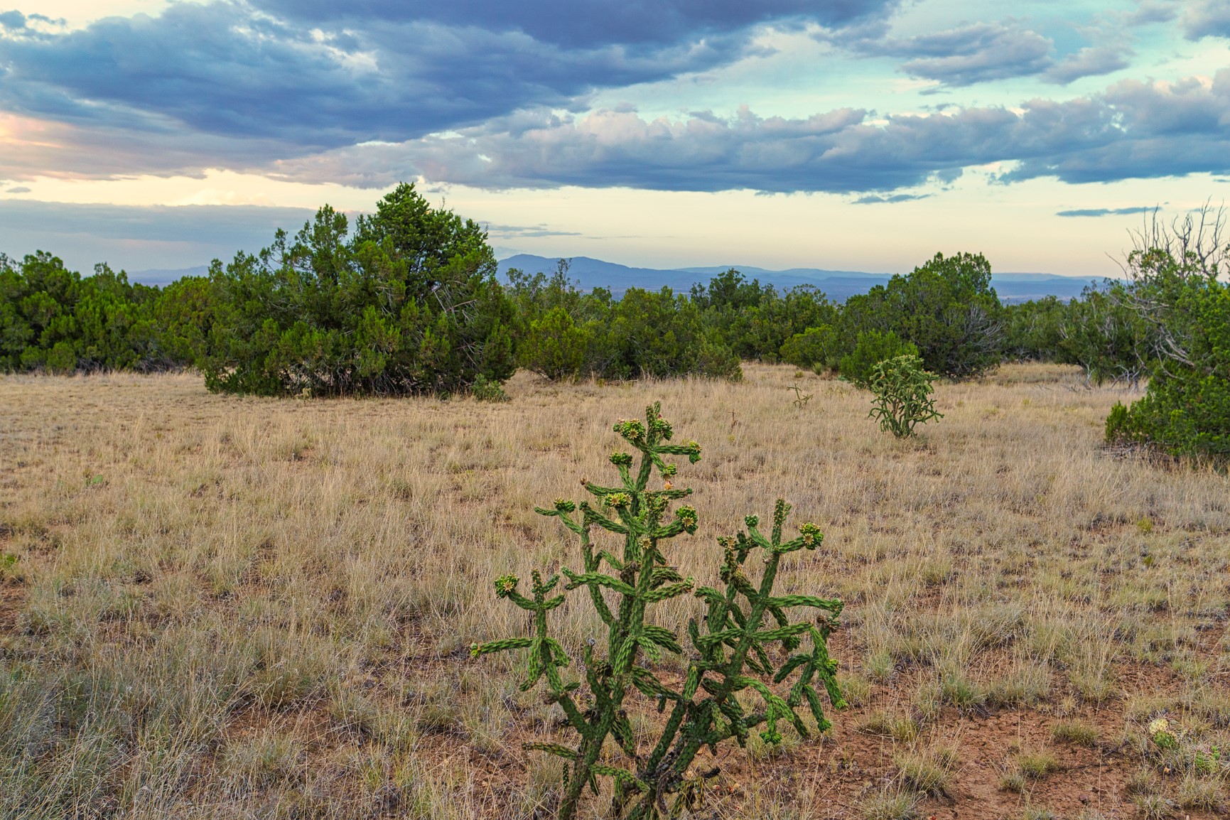 Open grassland with a foreground cholla cactus, scattered junipers, and distant mountain views beneath dramatic clouds.