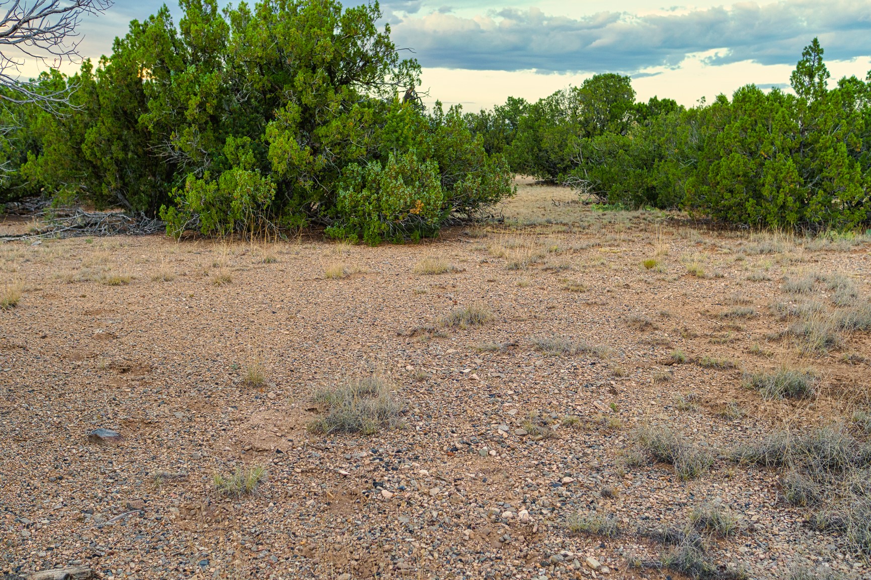 Rocky vacant land bordered by juniper trees beneath a cloudy sky.