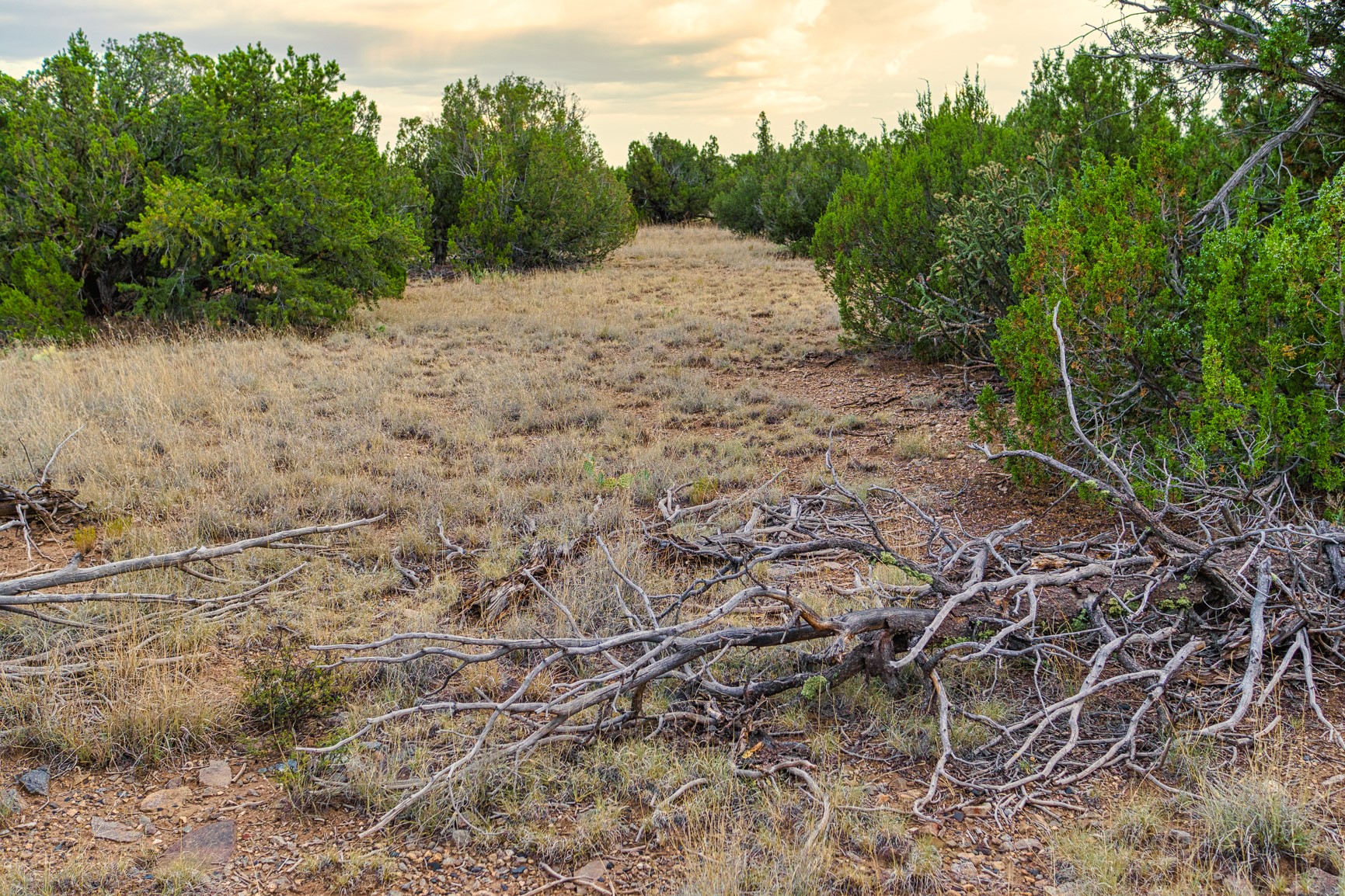 Vacant wooded lot with a dry grassy clearing and fallen branches beneath surrounding trees.