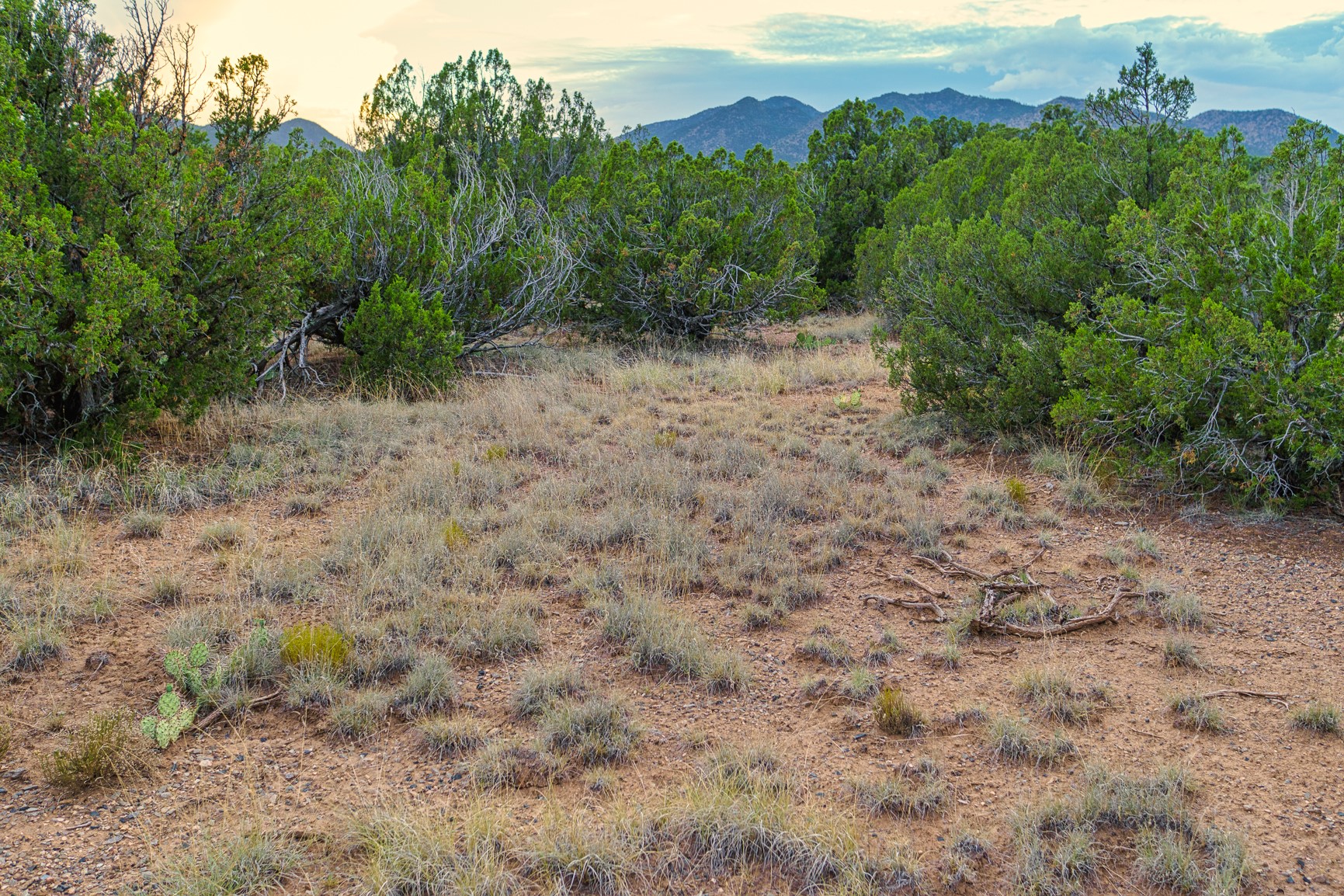 Rocky, grassy lot with juniper trees and distant mountains.