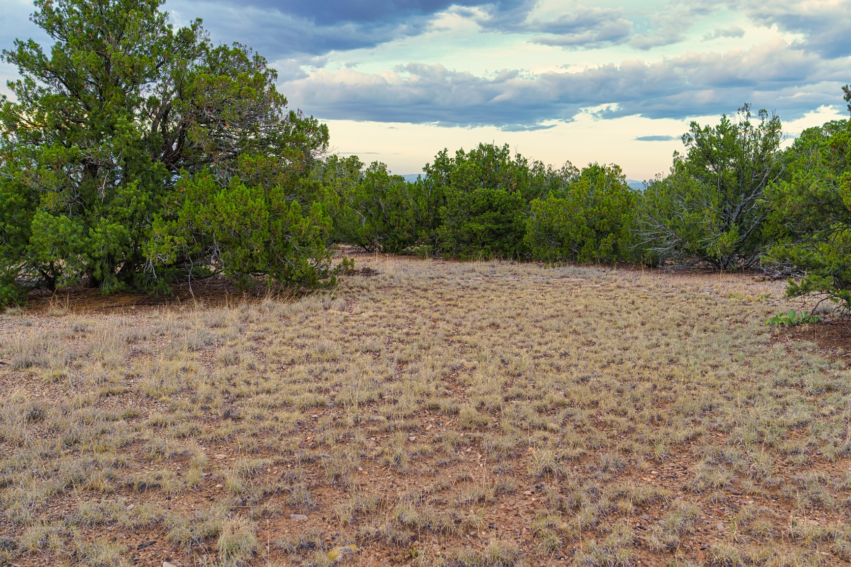 Open grassy clearing surrounded by juniper trees on a rural property.