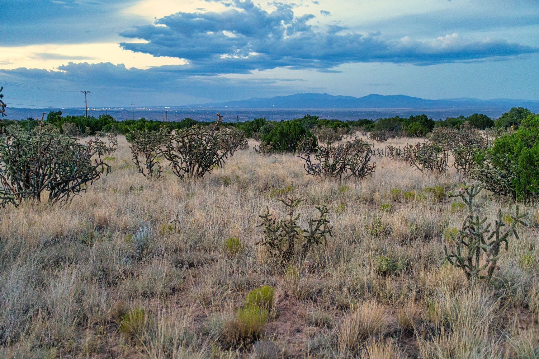 Rural land with cholla cactus and dry grasses, overlooking distant mountains at dusk.