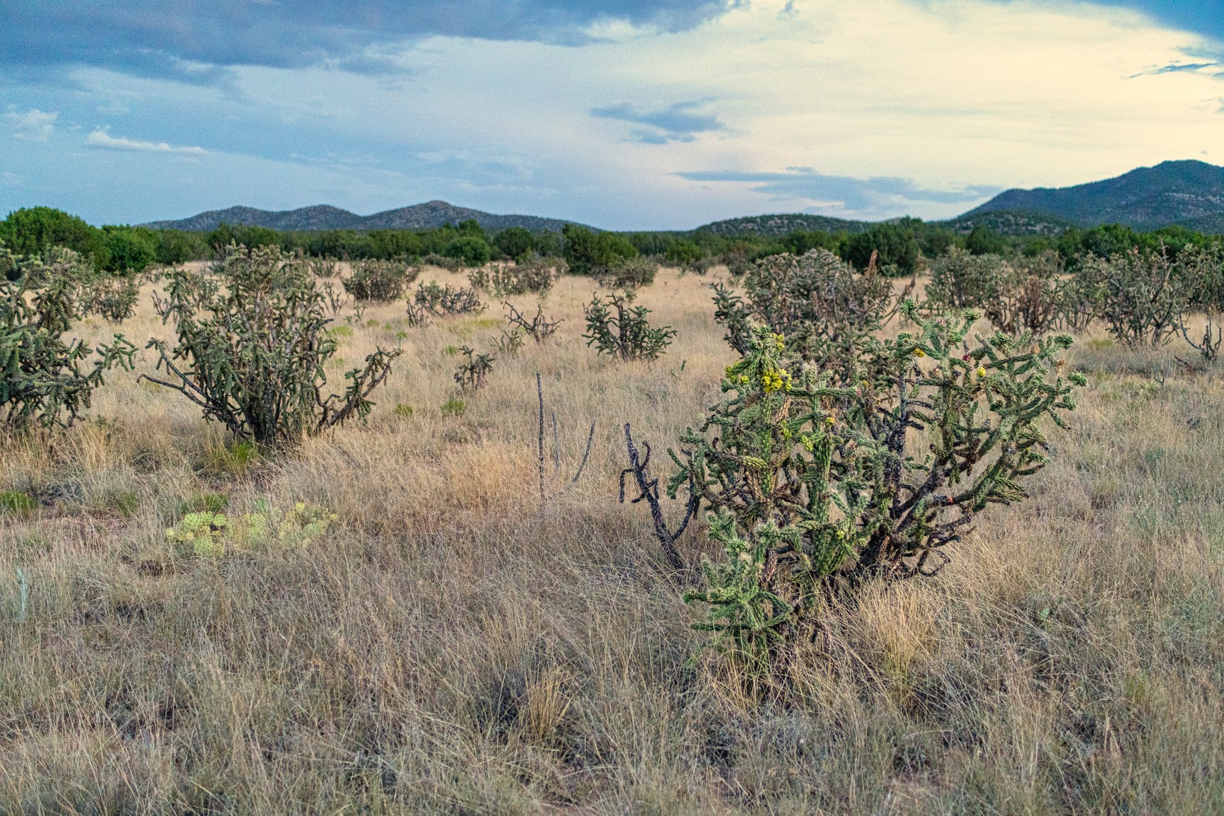 Open grassland dotted with cholla cactus, with distant mountains on the horizon.