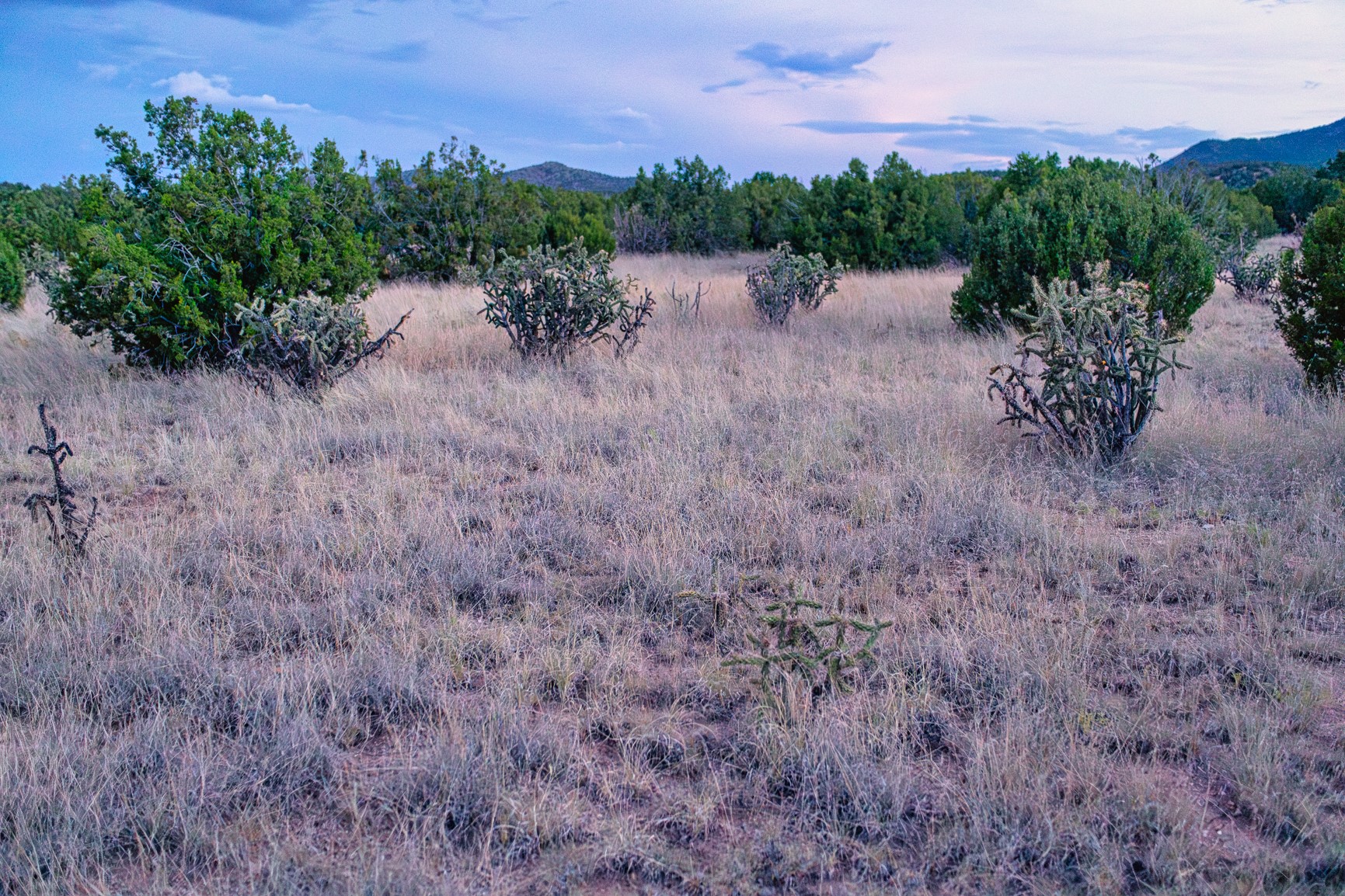 Rural lot with dry grass, prickly pear cactus, juniper trees, and wooded hills at dusk.