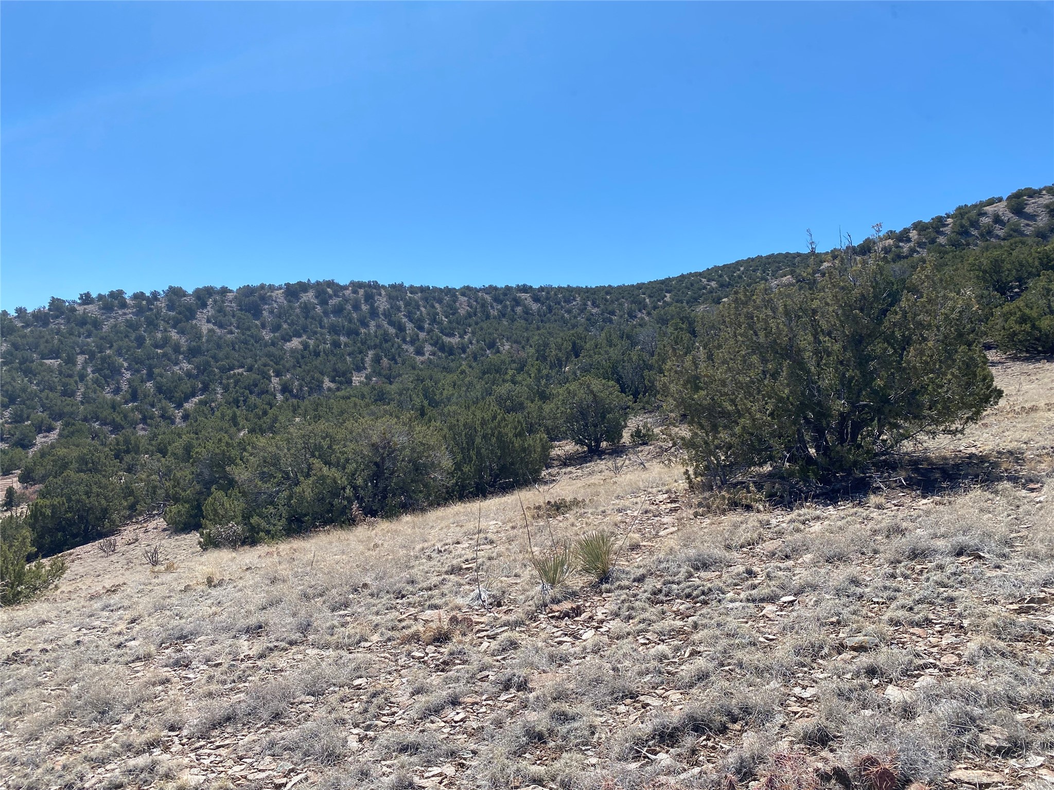 Rocky hillside property with dry grass, juniper shrubs, and tree-covered hills beyond.
