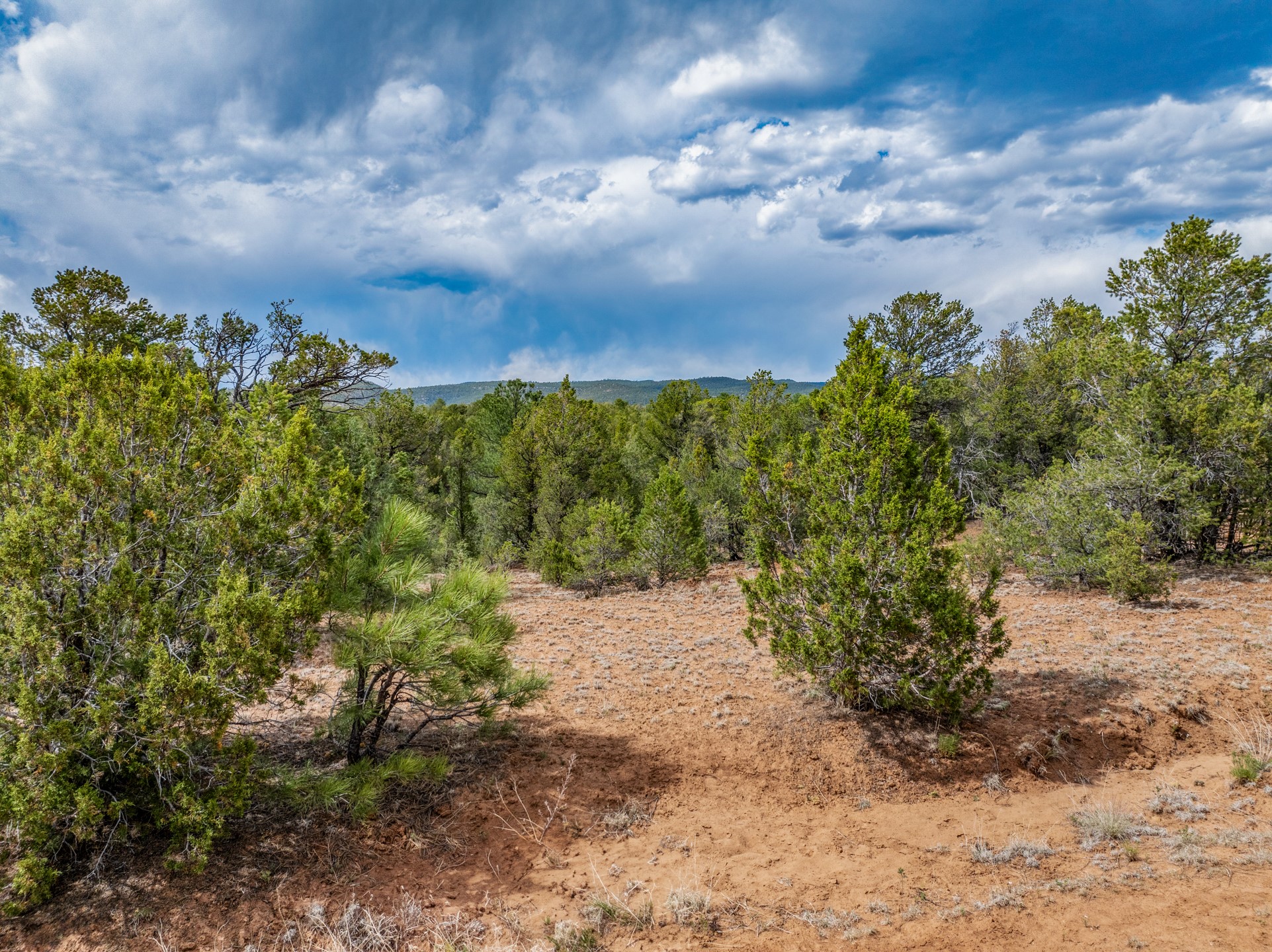 Wooded vacant land with juniper trees, a dry clearing, and a distant ridgeline.