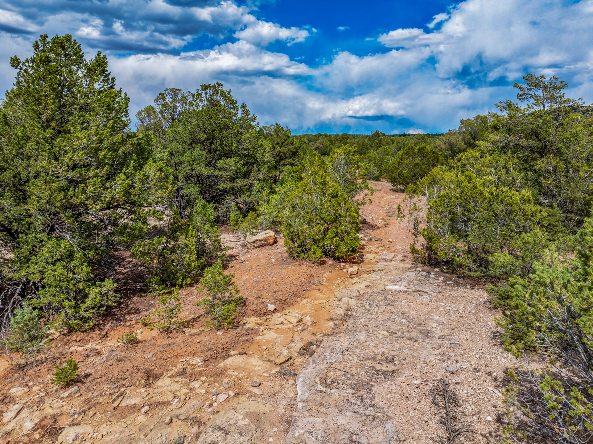 Rocky dirt track through evergreen scrub on a wooded vacant parcel.