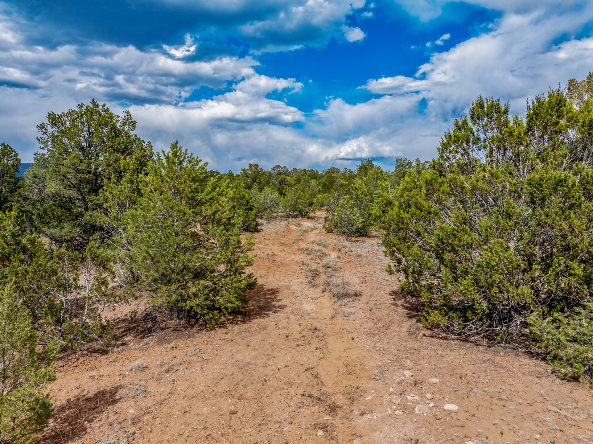 Undeveloped land with a reddish dirt clearing winding between evergreen shrubs beneath a cloud-filled sky.