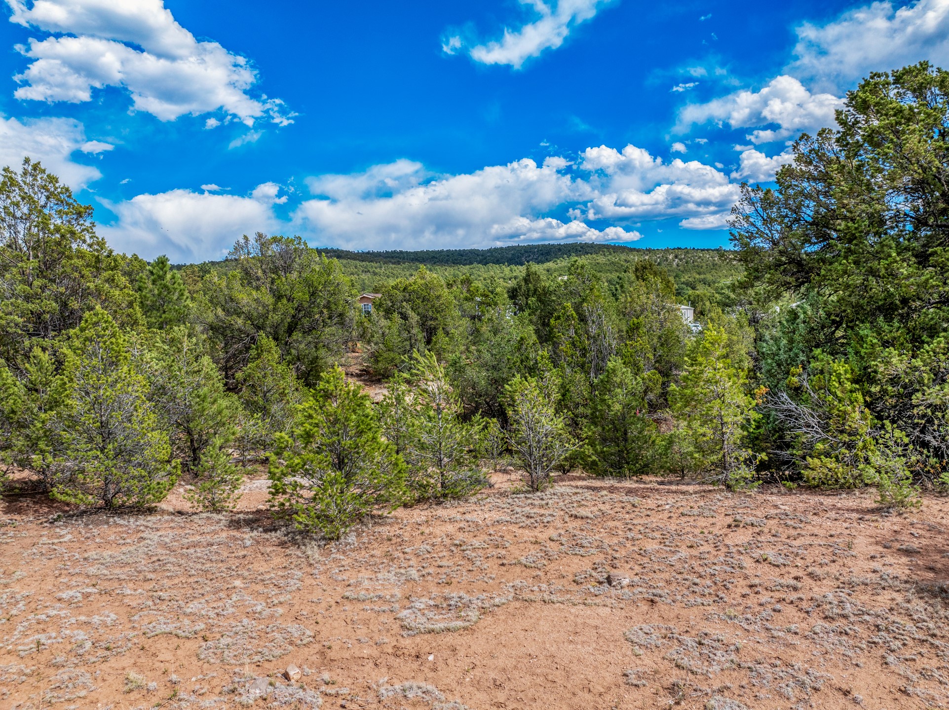 Vacant wooded land with reddish soil, dense trees, and a distant ridge beneath a bright blue sky.