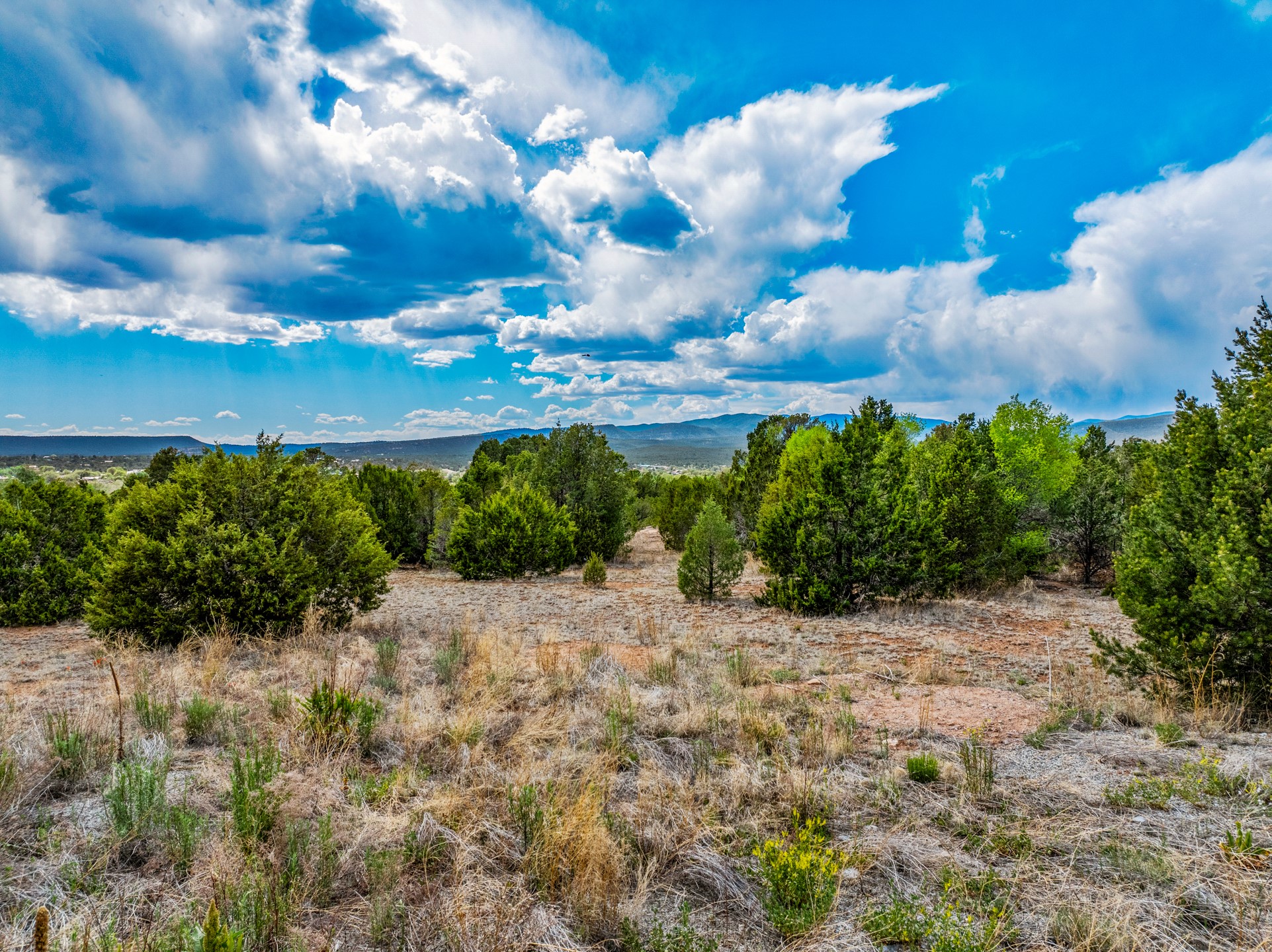 Vacant scrubland with scattered evergreen trees and distant mountains beneath dramatic clouds.