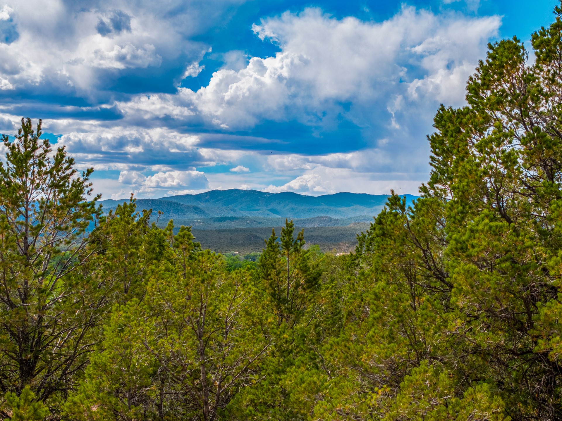 Pine-covered land with a wide view of distant mountains and valley
