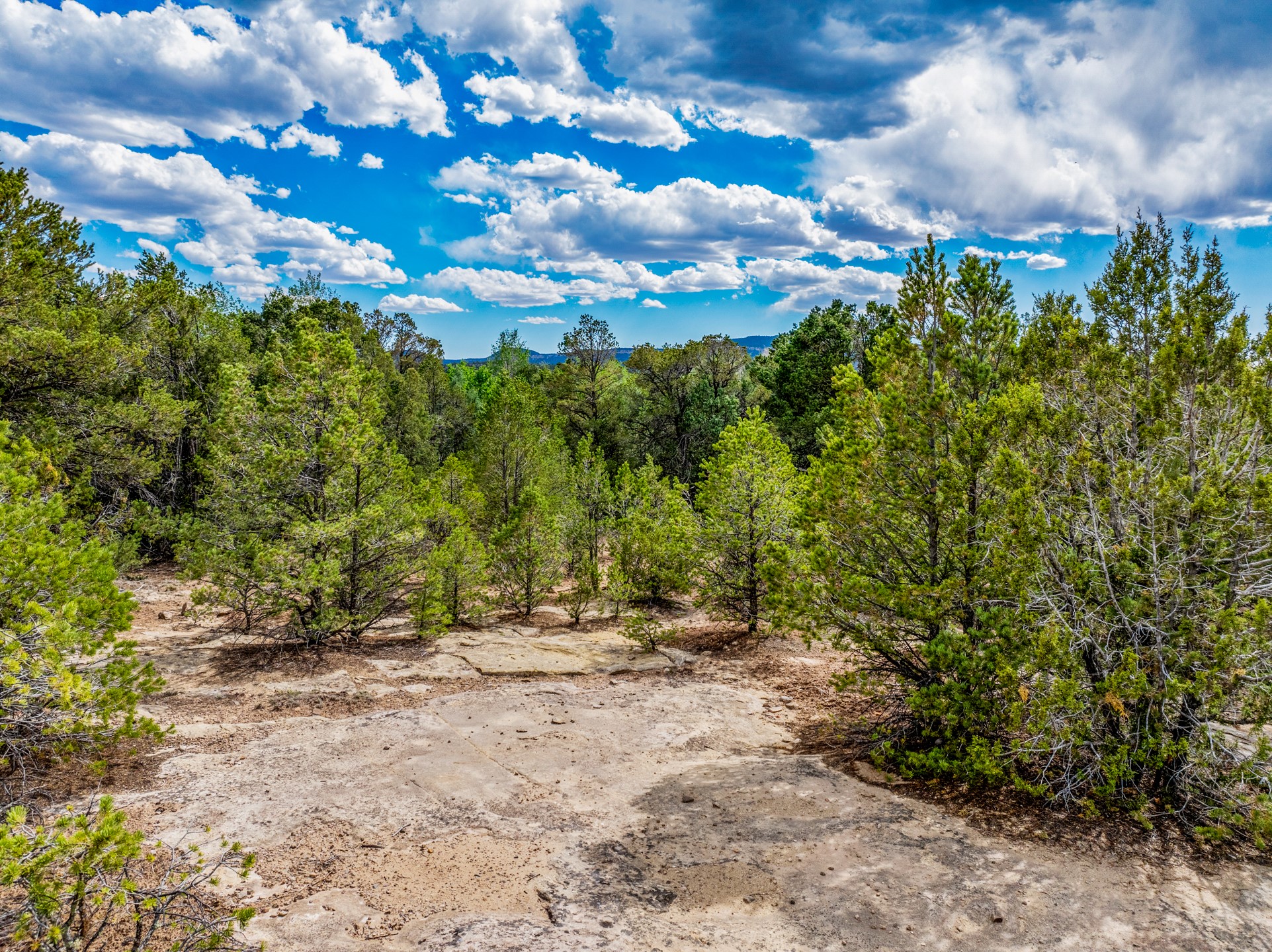 Wooded vacant land with a rocky clearing, evergreen trees, and a distant ridge beneath a cloud-filled sky.
