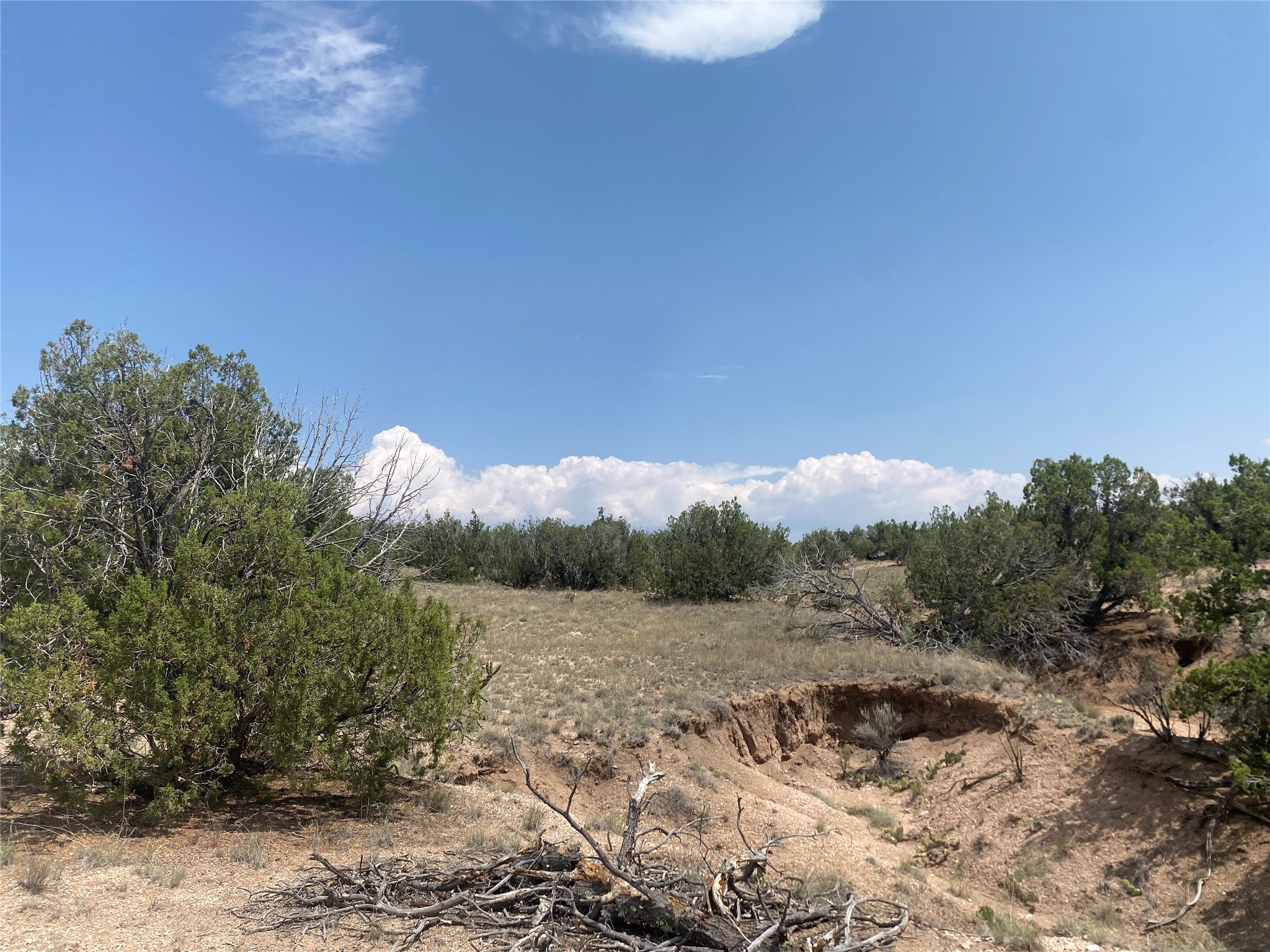 Vacant scrubland with juniper trees and an eroded wash in the foreground.