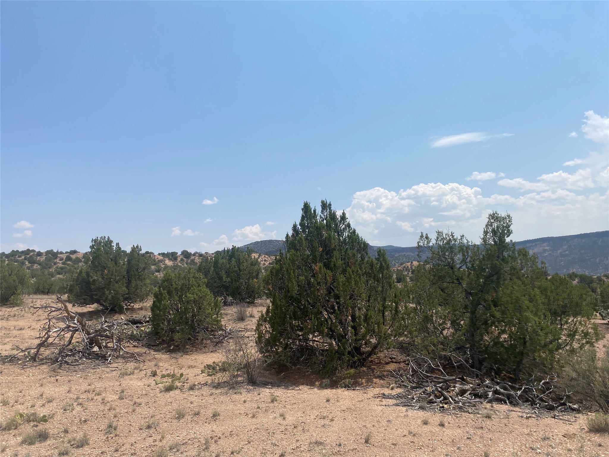 Undeveloped land with juniper trees, fallen branches, and distant hills.