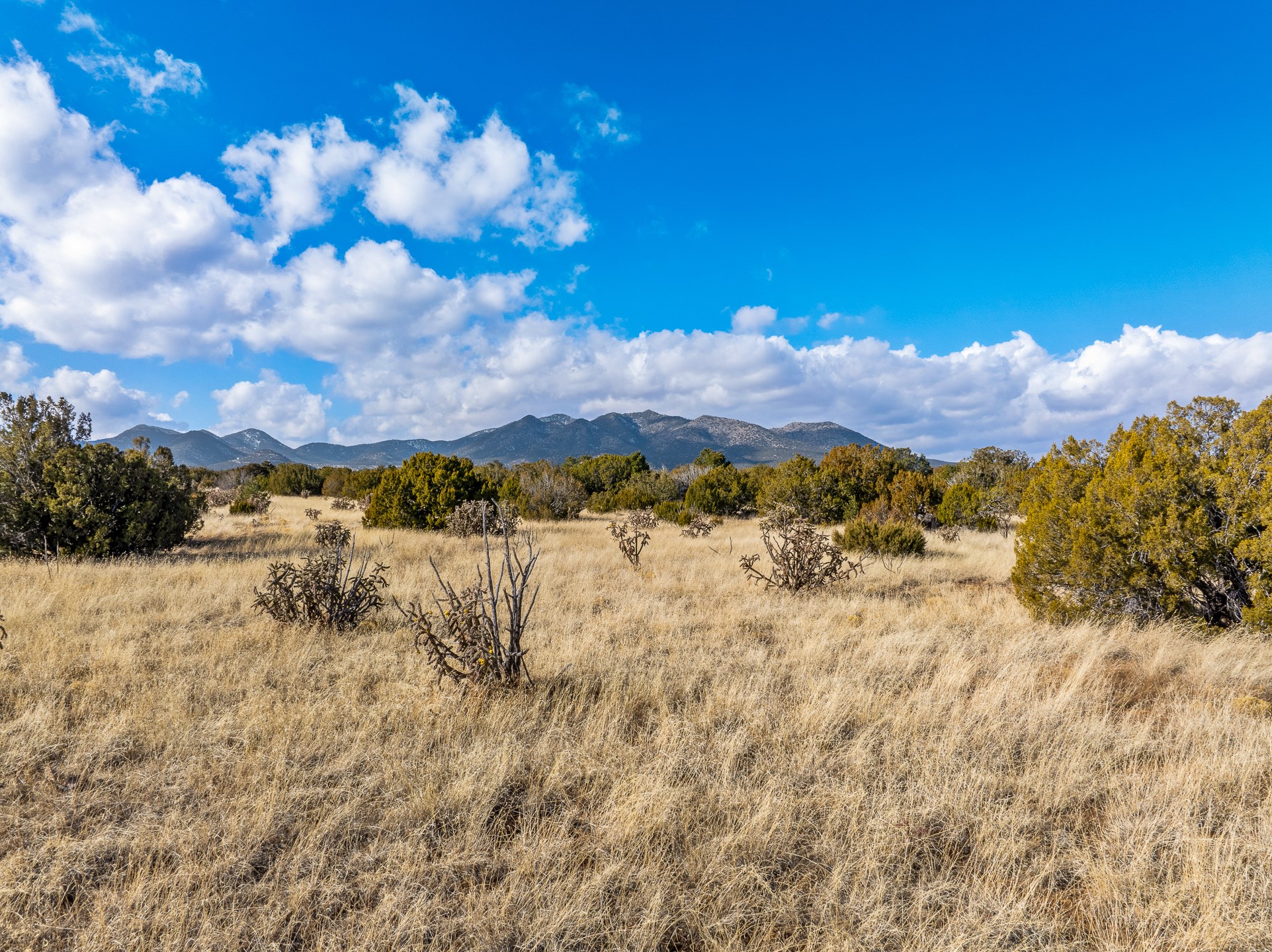 Vacant grassy land with scattered shrubs and a mountain range in the distance.