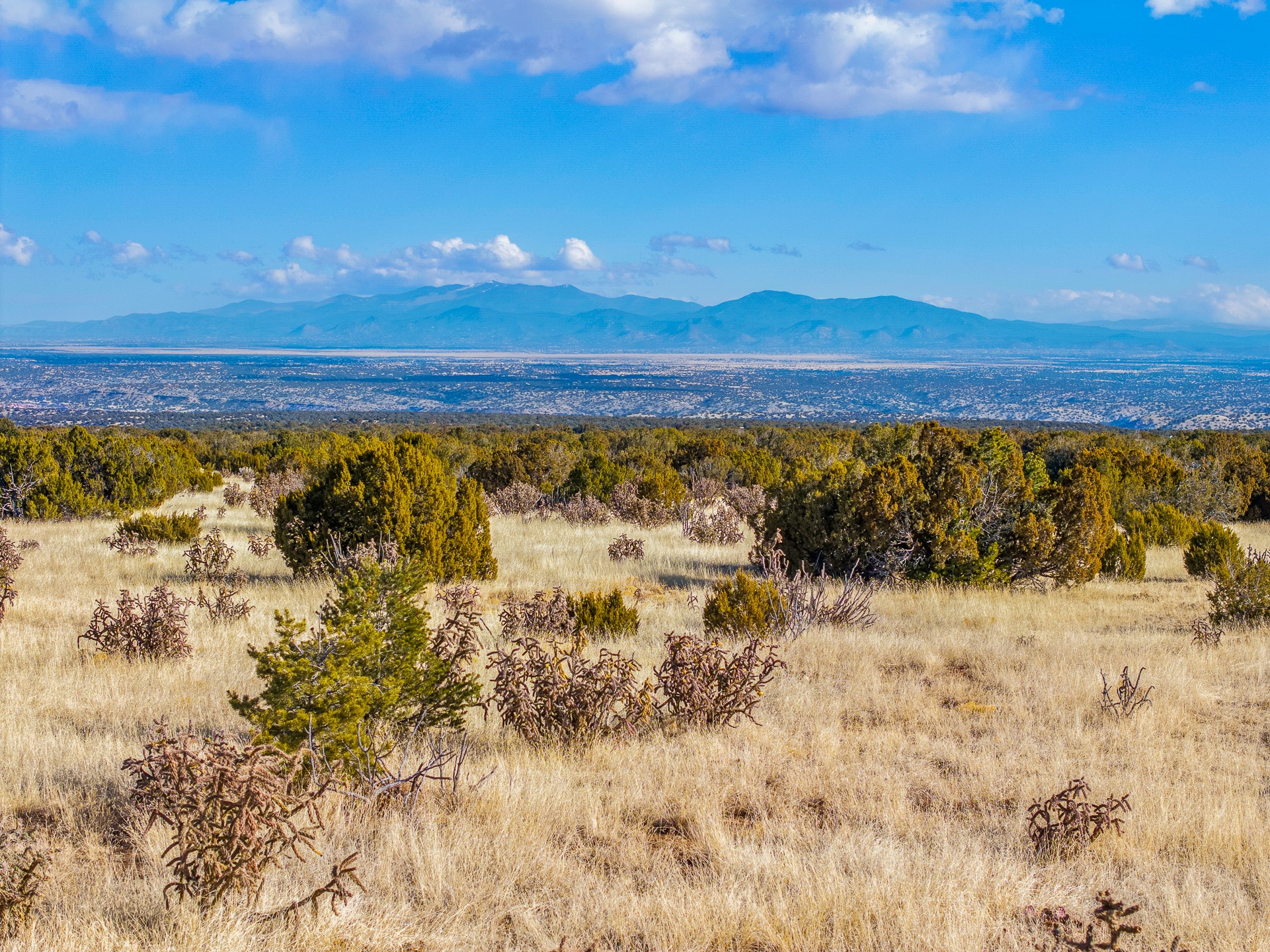 Open grassland with scattered junipers and shrubs, overlooking a distant mountain range.