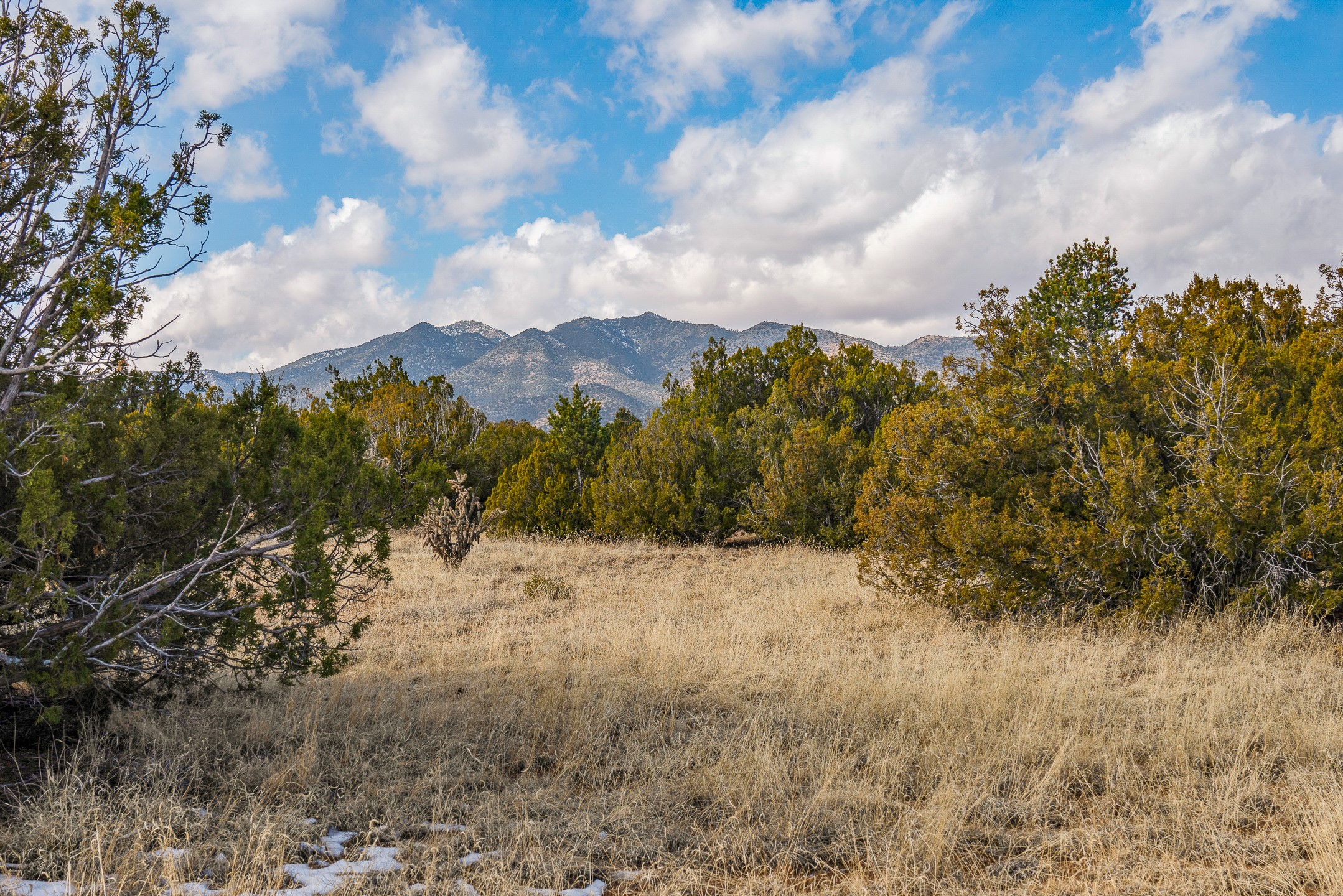 Grassy lot bordered by junipers, with snow patches and a mountain range in the distance.