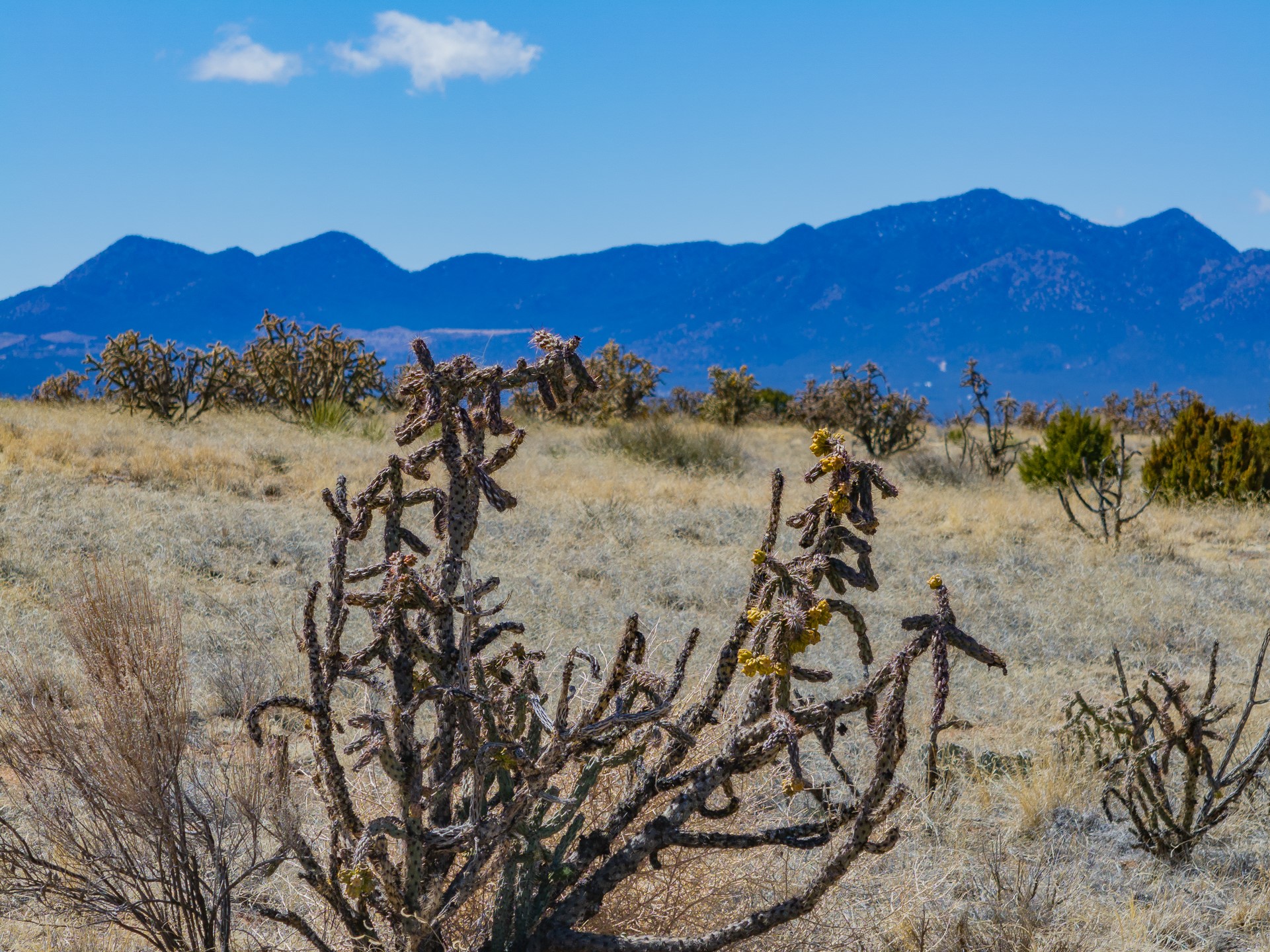 Dry grassland with cholla cactus and mountain views.