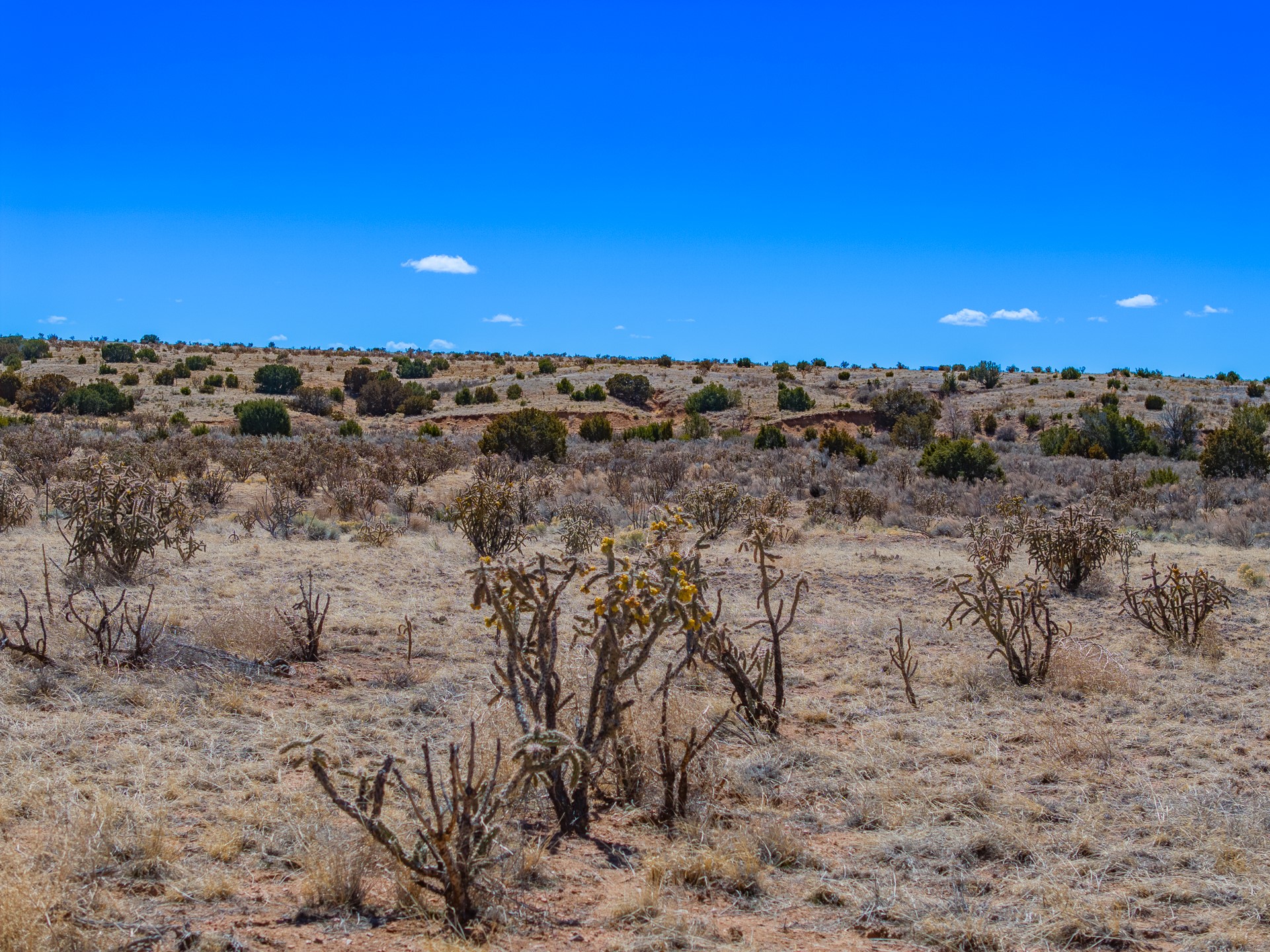 Open scrubland with rolling terrain and flowering cholla cactus beneath a clear blue sky.