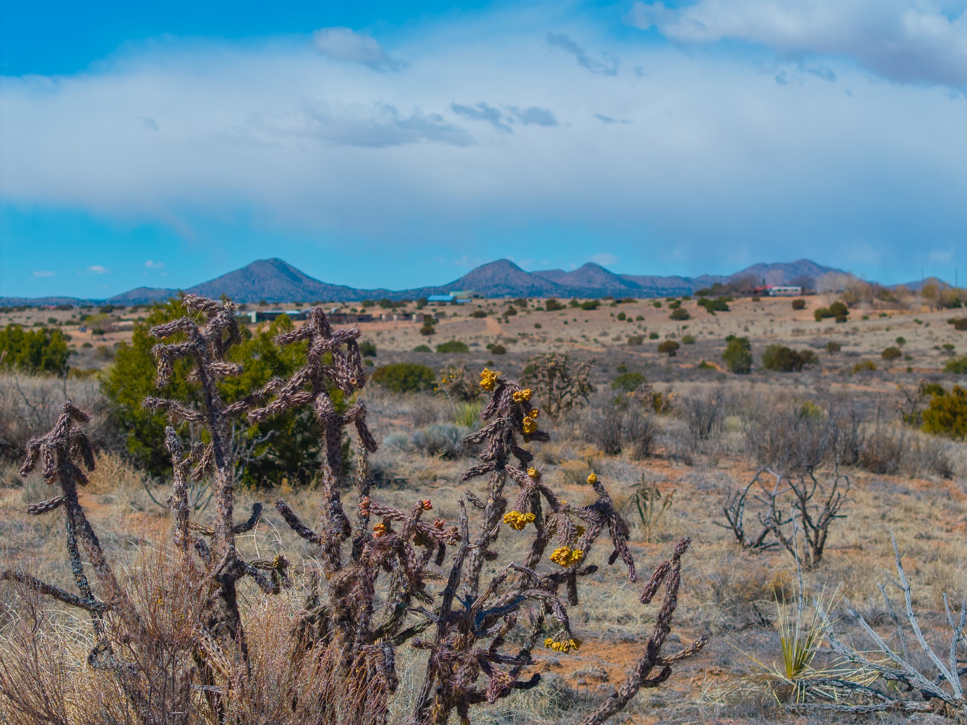 Arid acreage with flowering cholla in the foreground and distant mountain views.