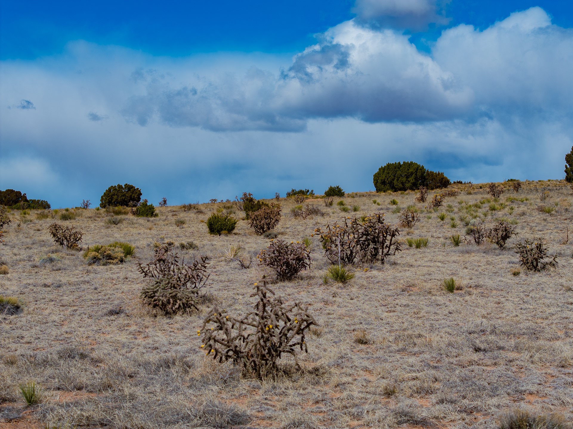 Dry open land with scattered cactus and juniper beneath a dramatic cloudy sky.