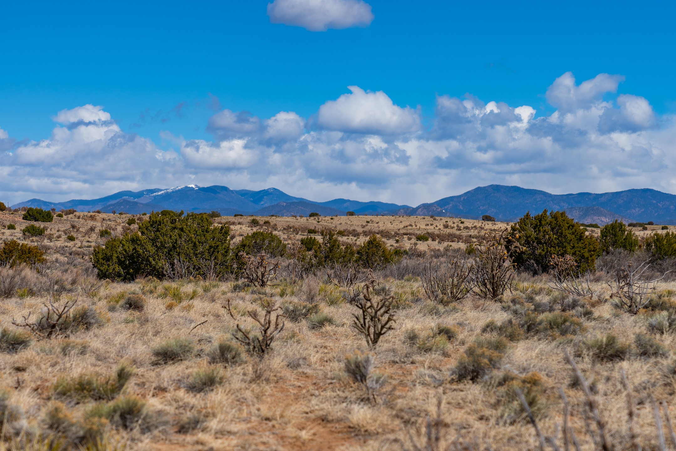 Open scrubland with scattered junipers and grasses, backed by a distant mountain range beneath a cloudy blue sky.