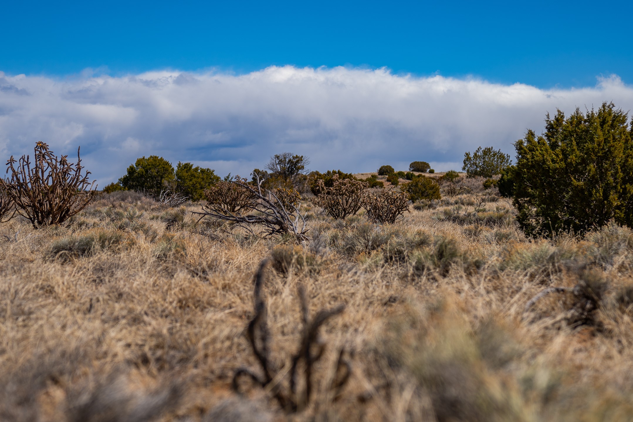 Dry grassland with scattered shrubs beneath a blue sky and a broad bank of clouds.