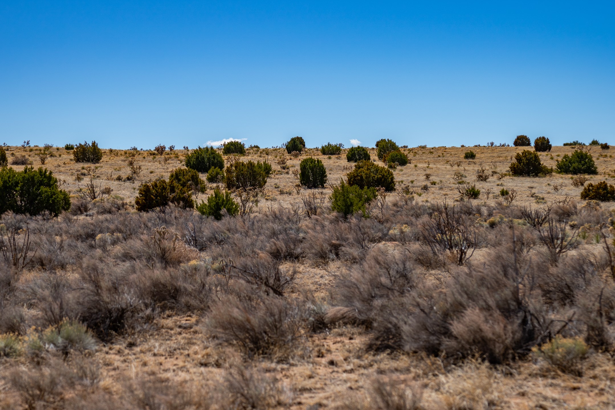 Open scrubland with scattered evergreen shrubs beneath a clear blue sky.
