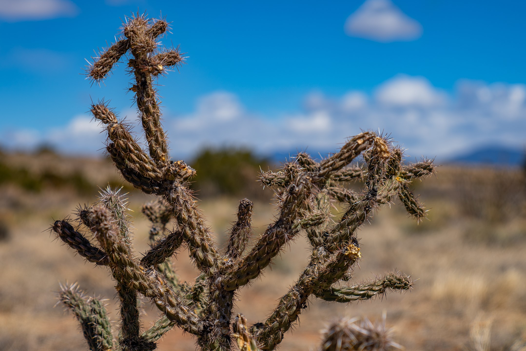 Cholla cactus in dry grassland, with blue sky and distant hills behind it.